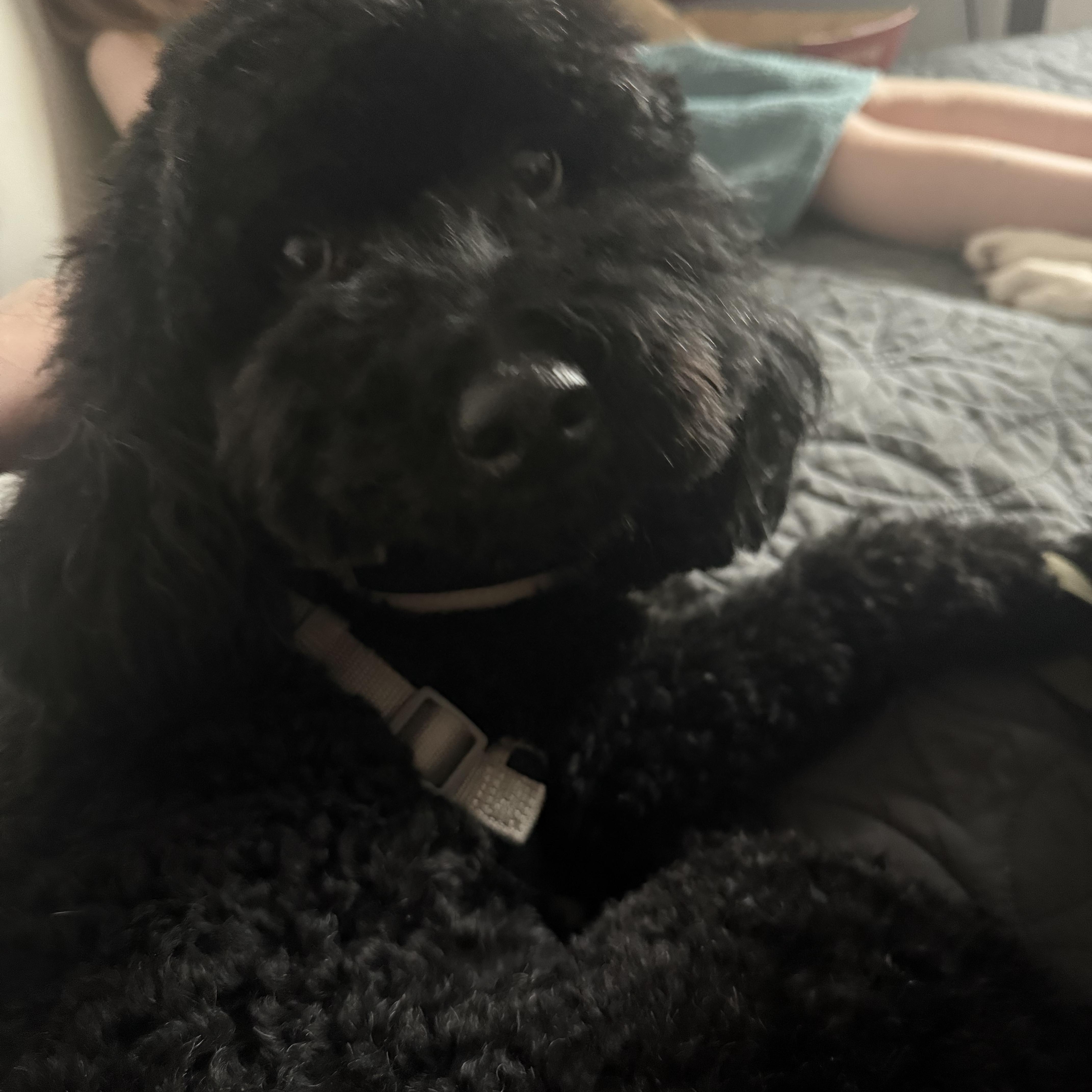 Charlie, an adopted Goldendoodle in West Valley, UT image 2/5