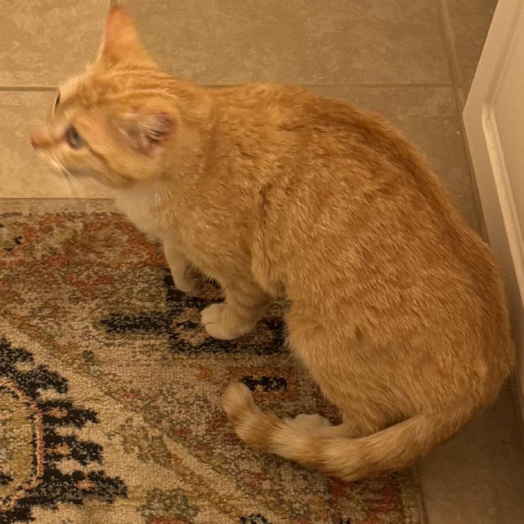 Marjorine, Adoptable, Young Female Domestic Short Hair.