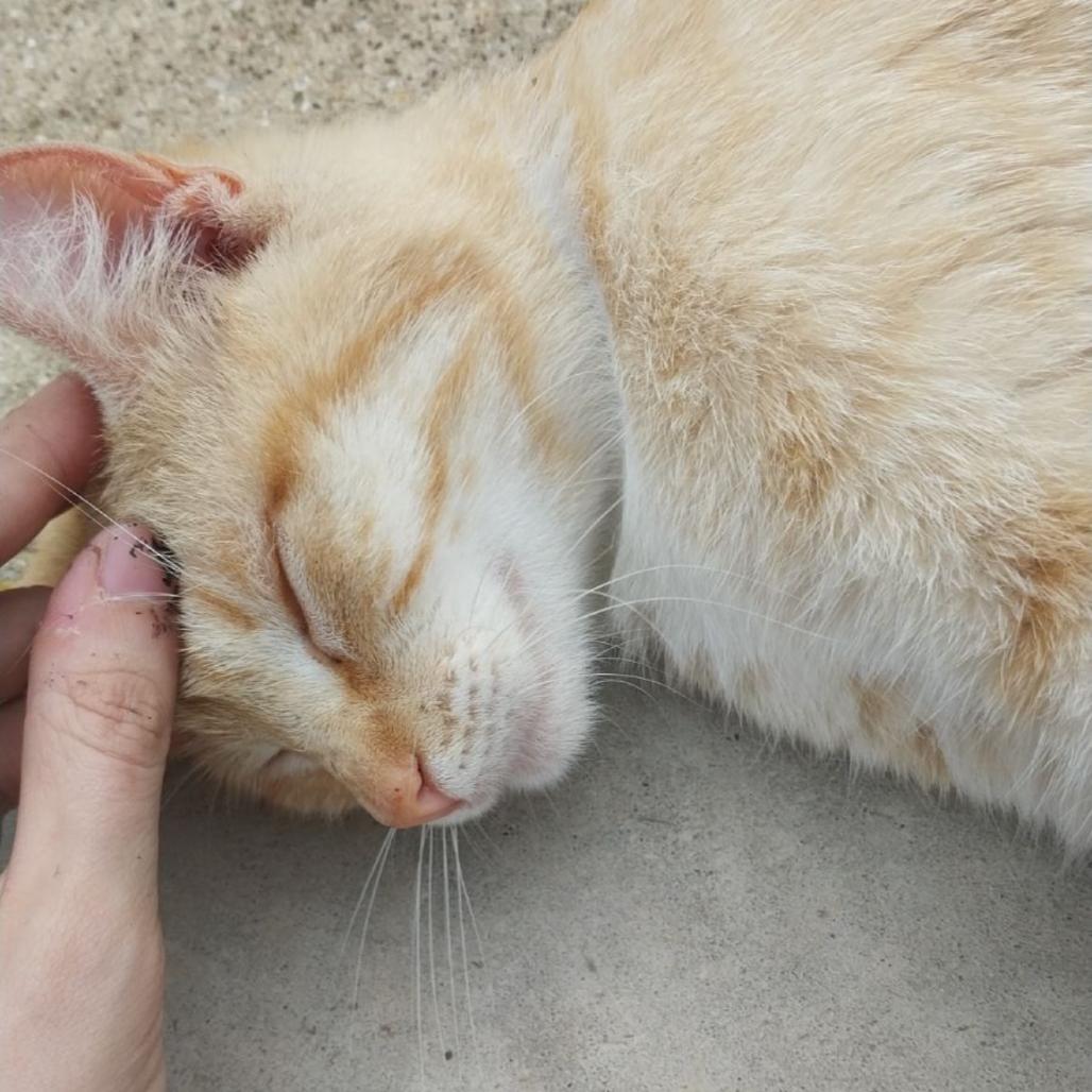 Enlarge Marjorine, a Adoptable Domestic Short Hair in Flower Mound, TX image 3/6
