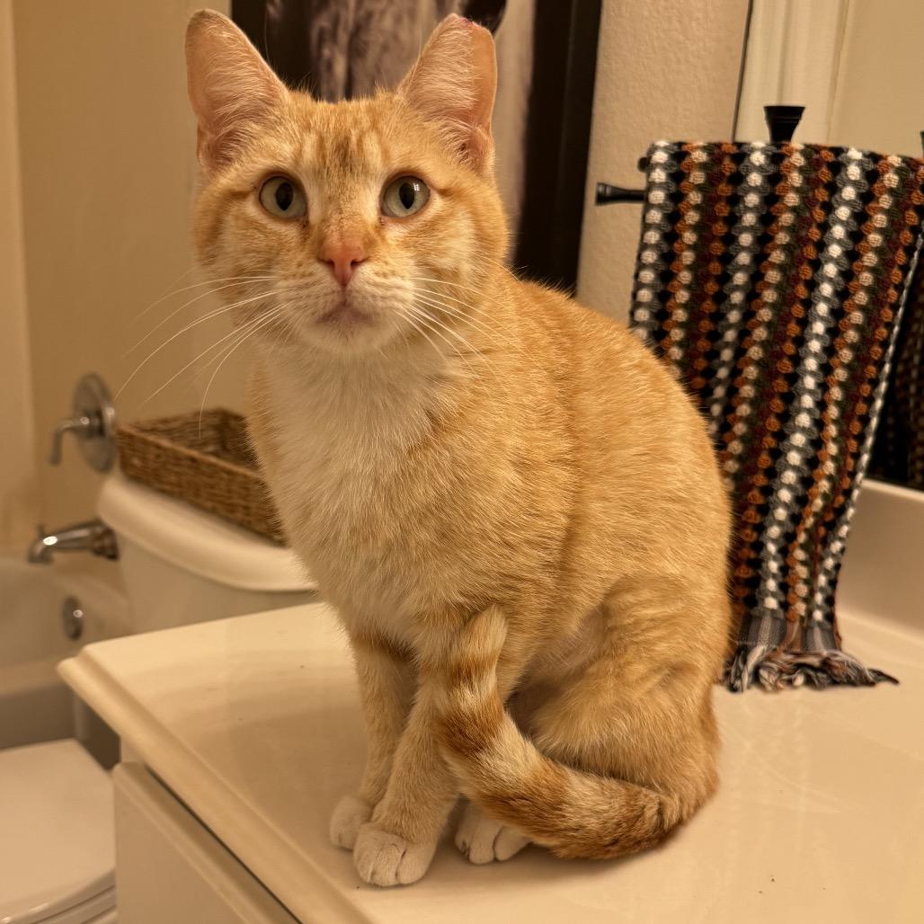 Enlarge Marjorine, a Adoptable Domestic Short Hair in Flower Mound, TX image 4/6