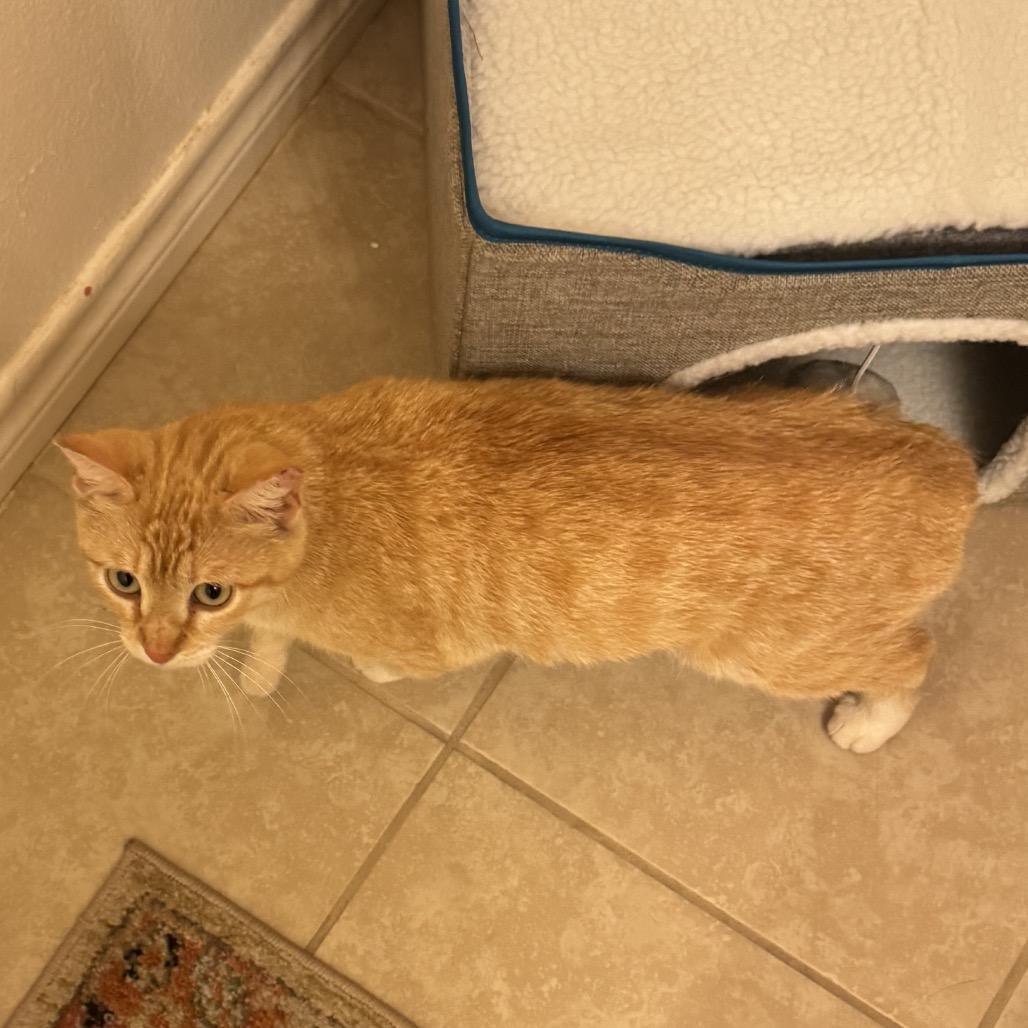 Enlarge Marjorine, a Adoptable Domestic Short Hair in Flower Mound, TX image 5/6
