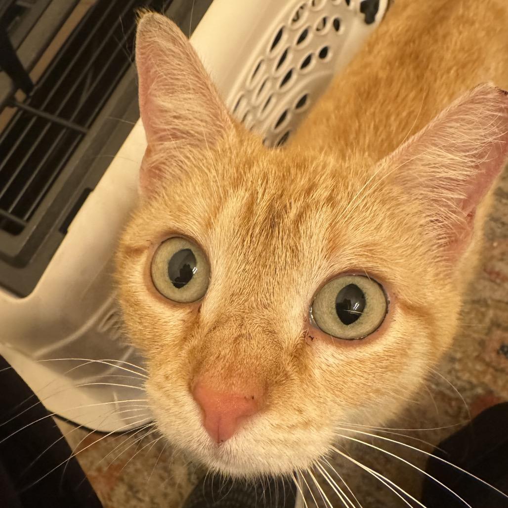 Enlarge Marjorine, a Adoptable Domestic Short Hair in Flower Mound, TX image 6/6
