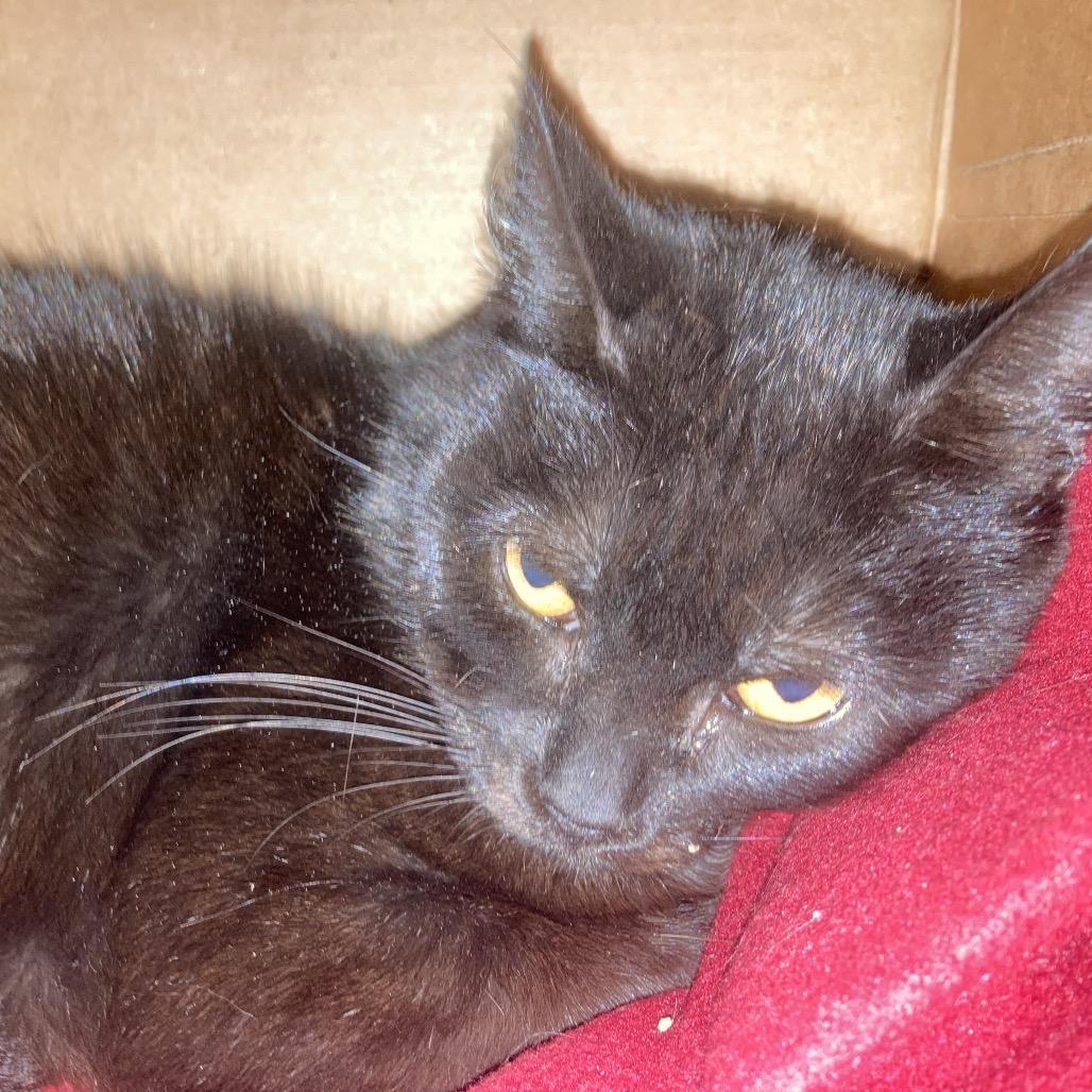 Magic, Adoptable, Adult Female Domestic Short Hair.