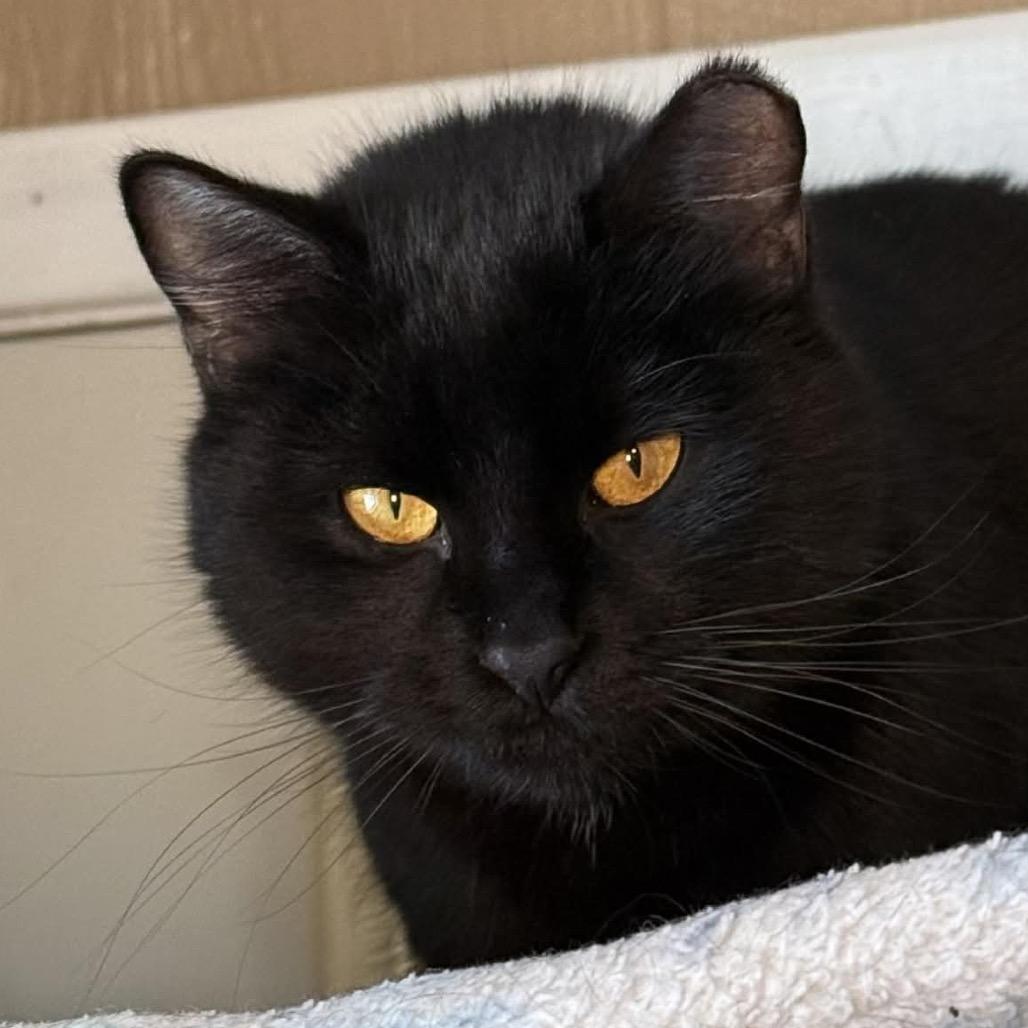 Enlarge Magic, a Adoptable Domestic Short Hair in Marion, IL image 2/2