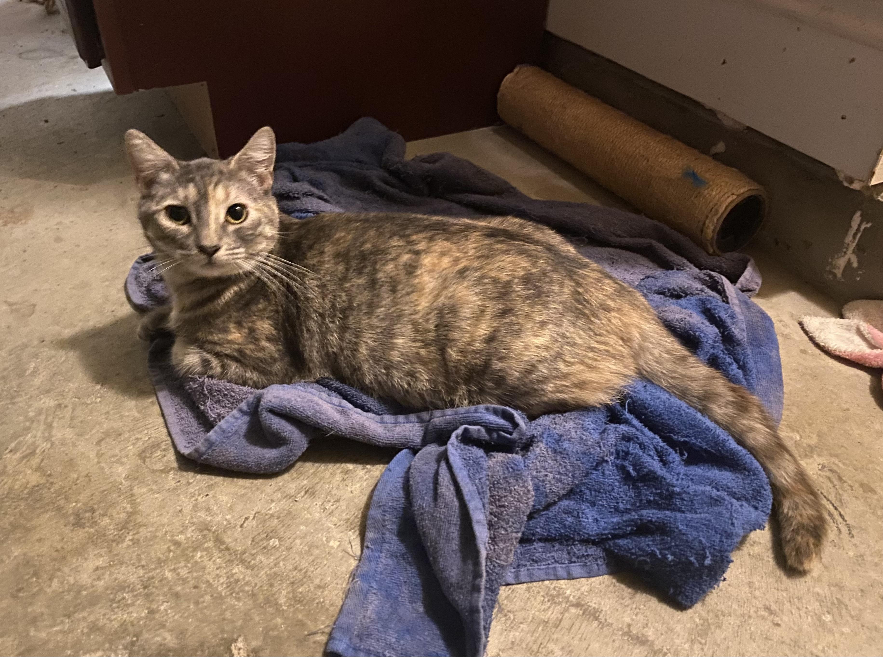 Enlarge Bali, a Adoptable Domestic Short Hair in Baton Rouge, LA image 4/4