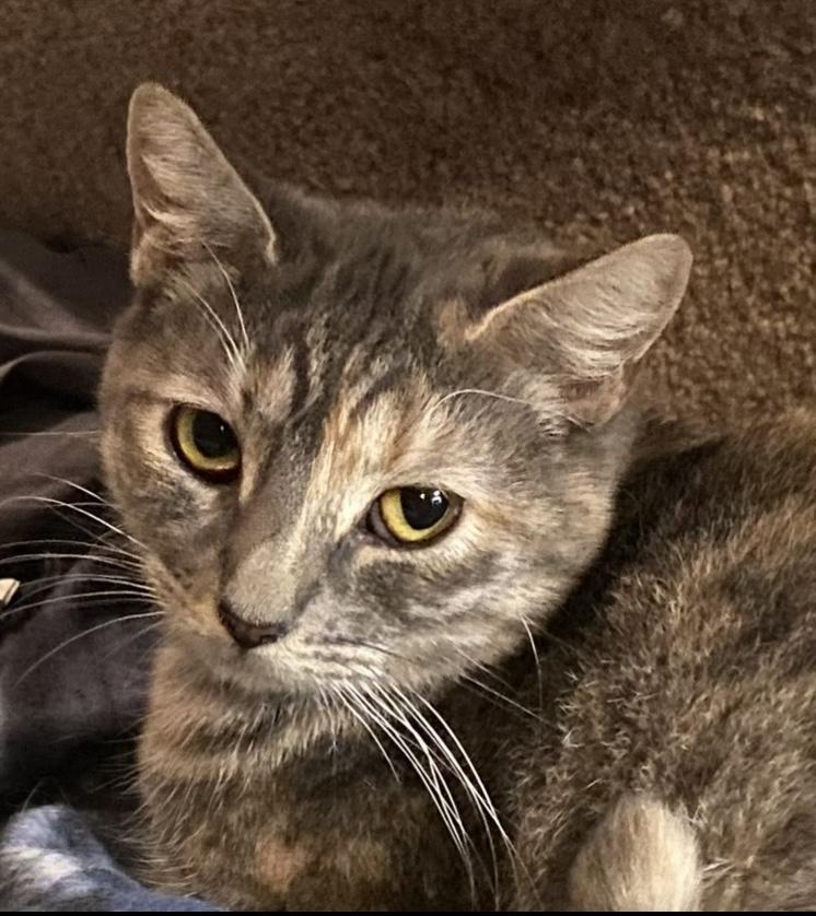 Enlarge Bali, a Adoptable Domestic Short Hair in Baton Rouge, LA image 2/4