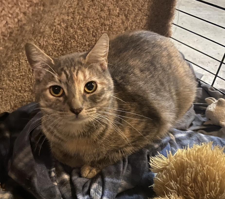 Bali, Adoptable, Young Female Domestic Short Hair.