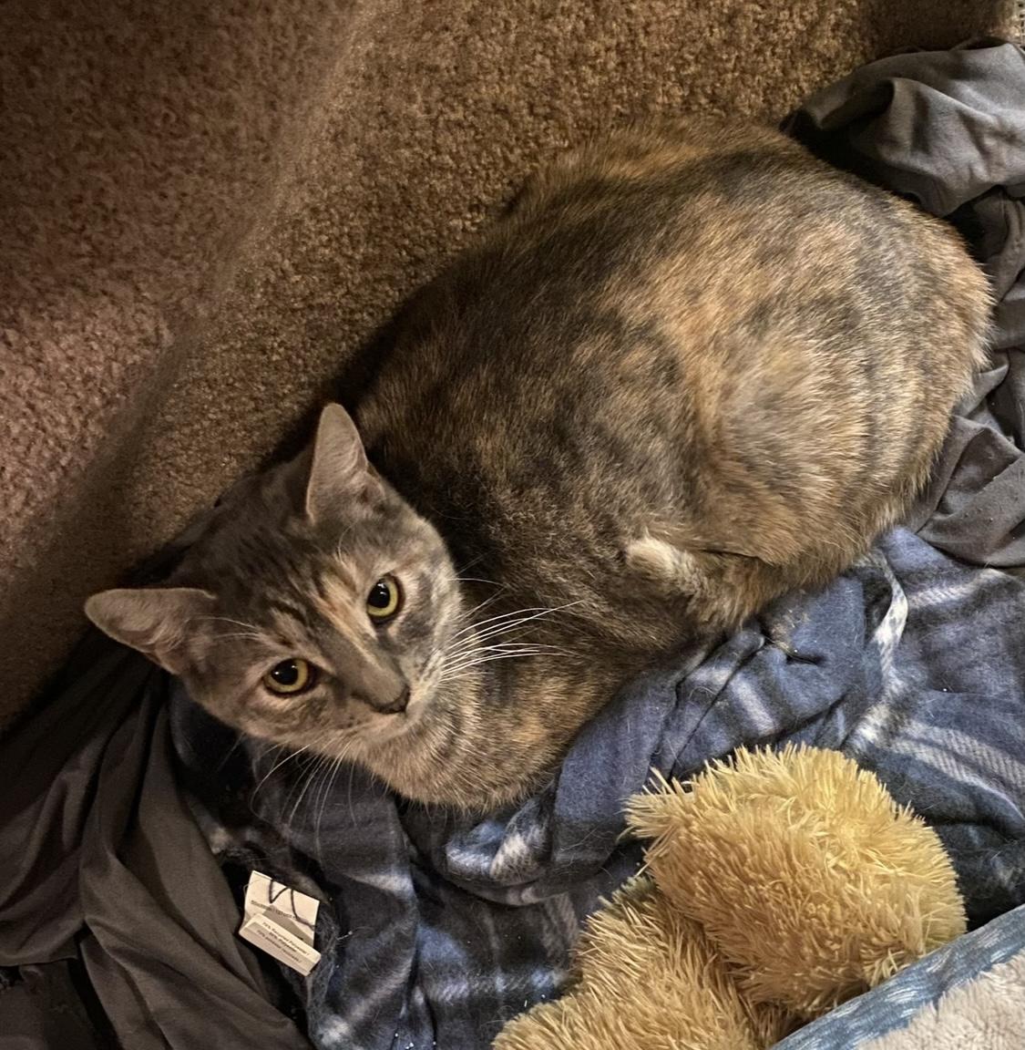 Enlarge Bali, a Adoptable Domestic Short Hair in Baton Rouge, LA image 3/4