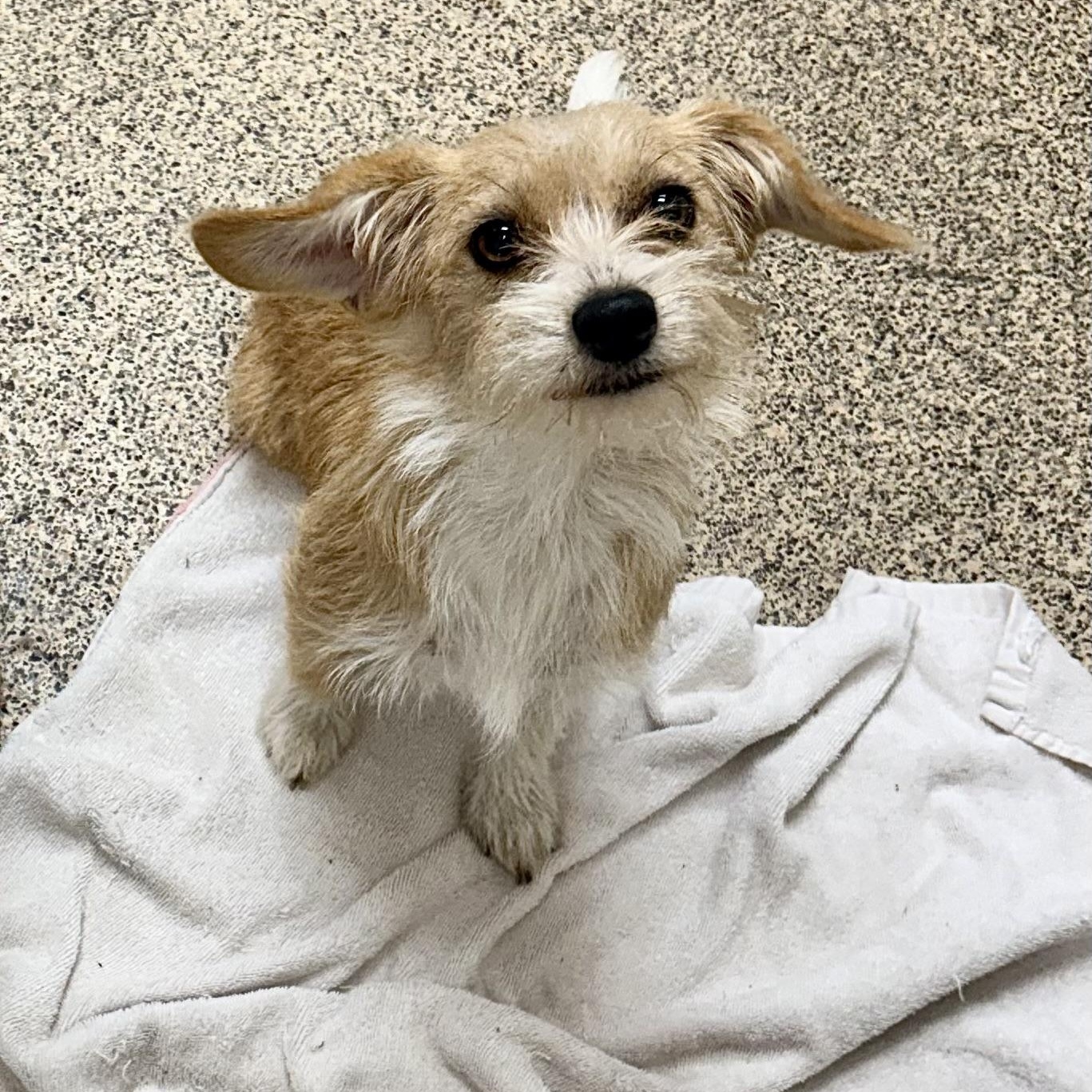 Tickles, adopted, Adult Female Terrier.