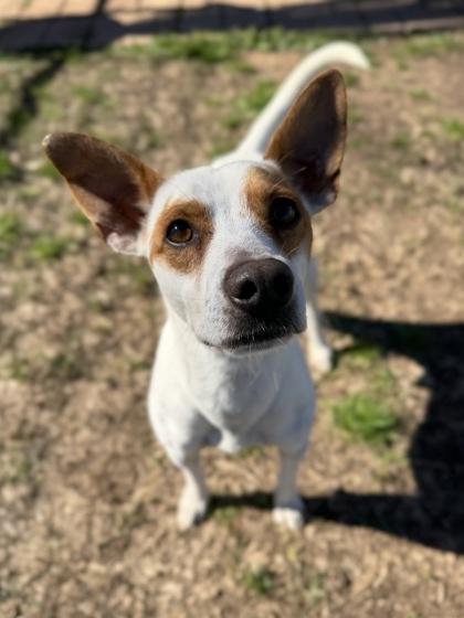 Enlarge Dasher, a Adoptable mixed breed in Houston, TX image 1/3