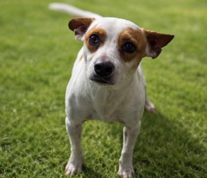 Dasher, Adoptable, Adult Male Chihuahua & Mixed Breed.