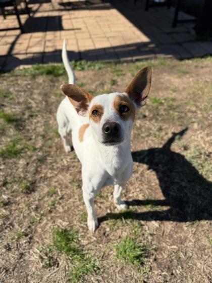Dasher, Adoptable, Adult Male Chihuahua & Mixed Breed.