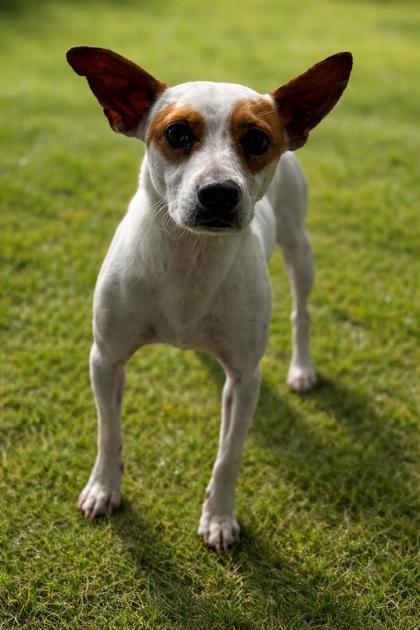 Enlarge Dasher, a Adoptable mixed breed in Houston, TX image 2/3