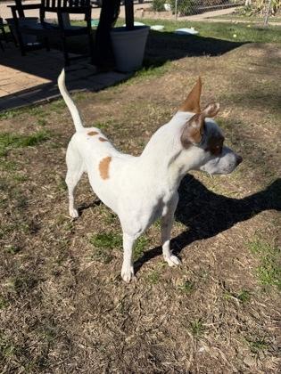 Enlarge Dasher, a Adoptable mixed breed in Houston, TX image 3/3