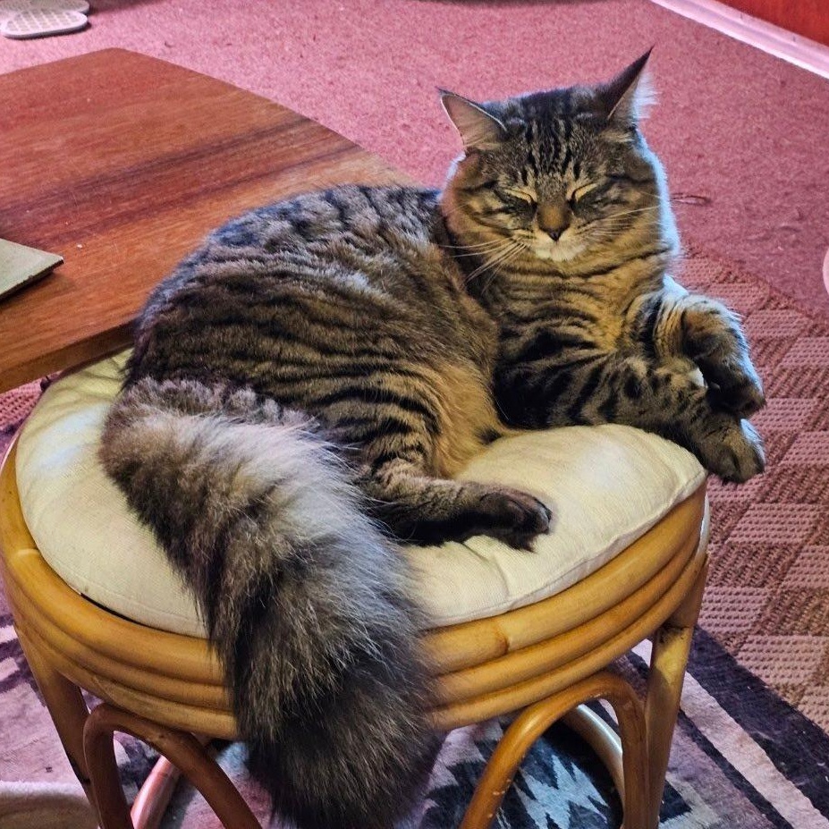 Slade, ADOPTABLE, Young Male Domestic Long Hair.