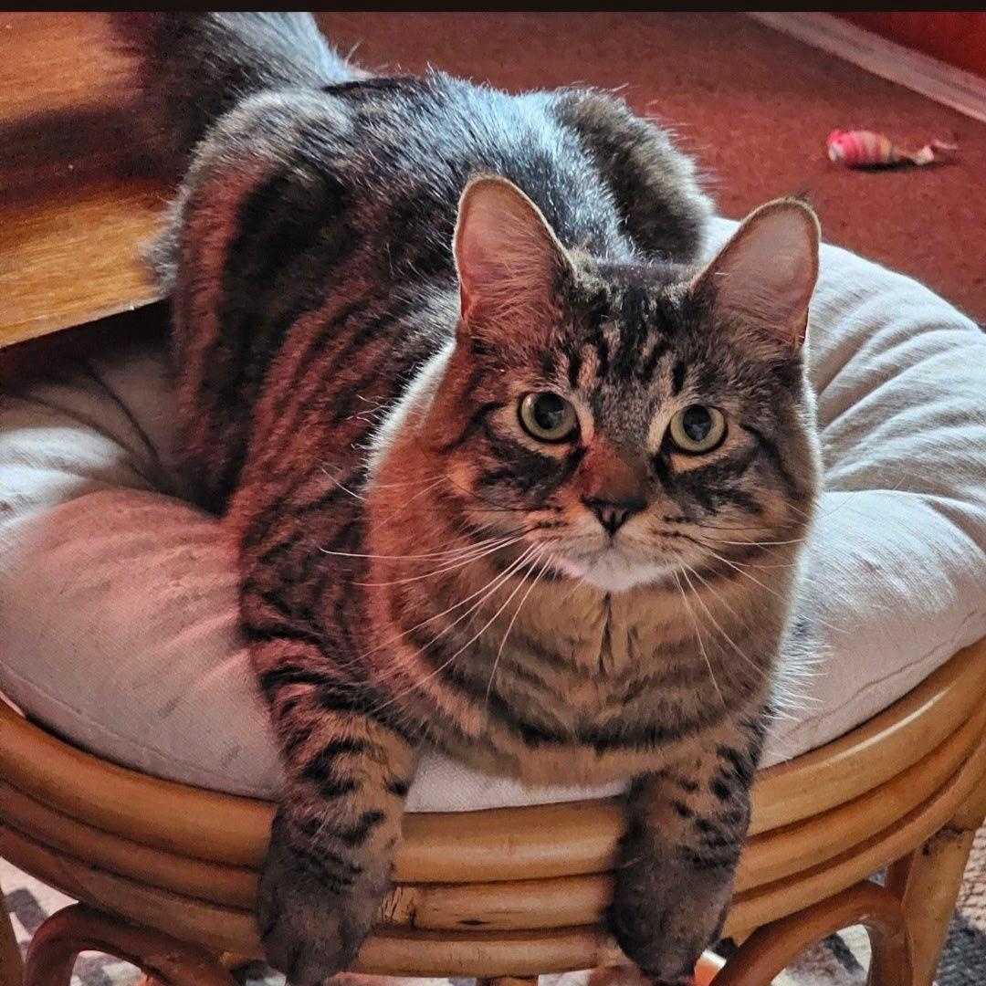 Enlarge Slade, a ADOPTABLE mixed breed in Ellensburg, WA image 2/2