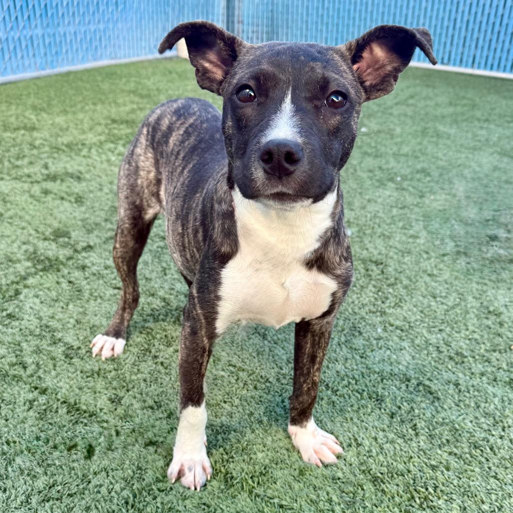 Enlarge Dora, an adopted Terrier in Las Vegas, NV image 2/3