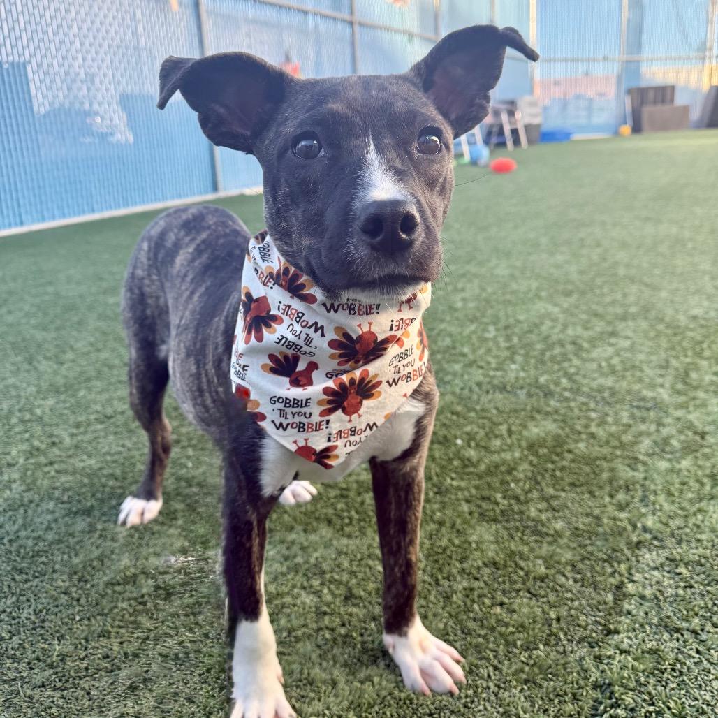 Dora, adopted, Young Female Terrier.