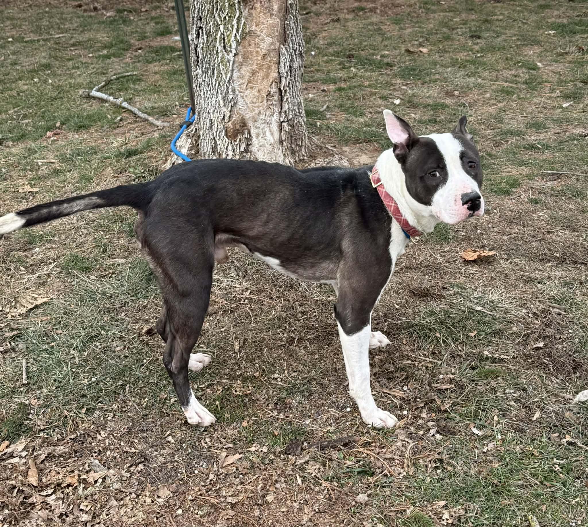 Bates, a ADOPTABLE mixed breed in Springfield, IL image 3/3