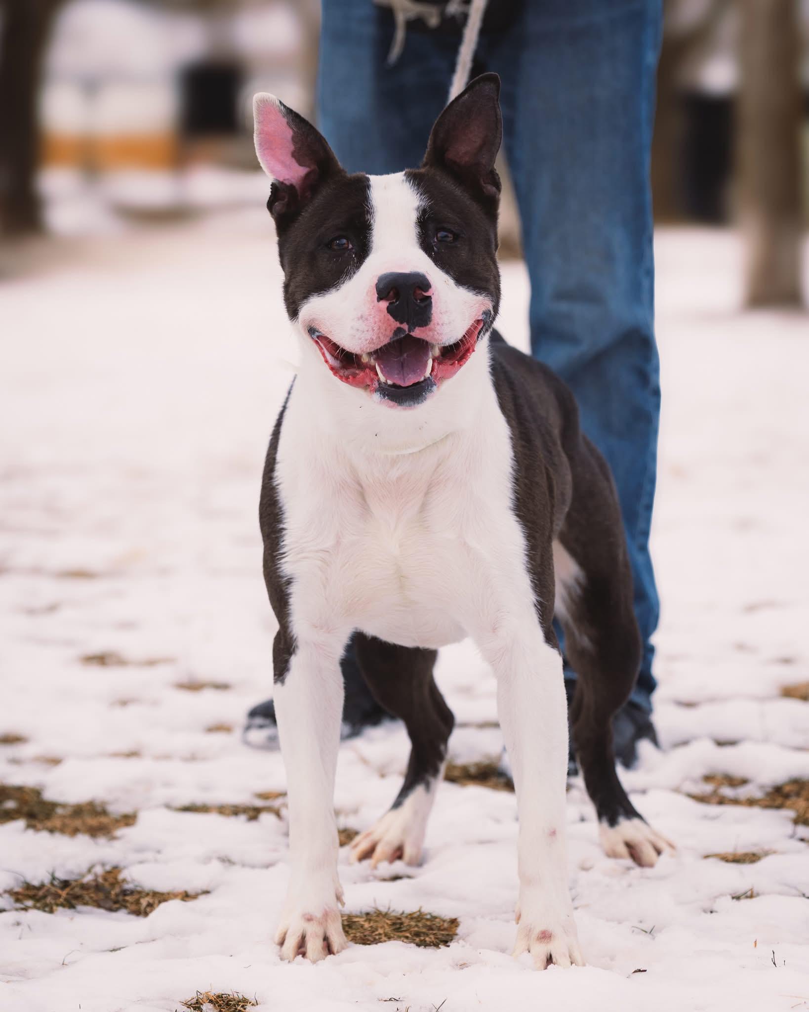 Bates, ADOPTABLE, Young Male Pit Bull Terrier.