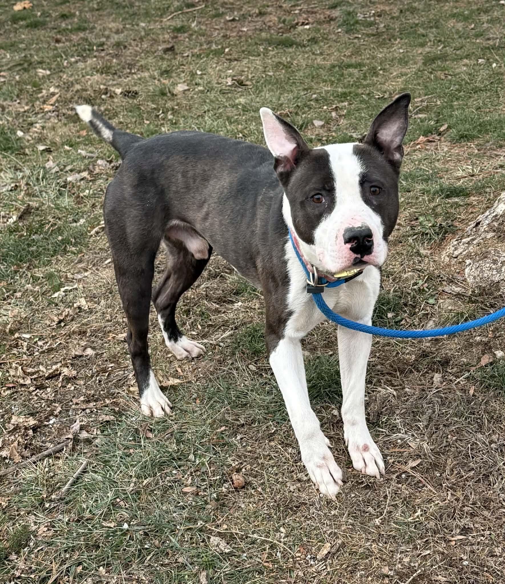 Bates, a ADOPTABLE mixed breed in Springfield, IL image 2/3