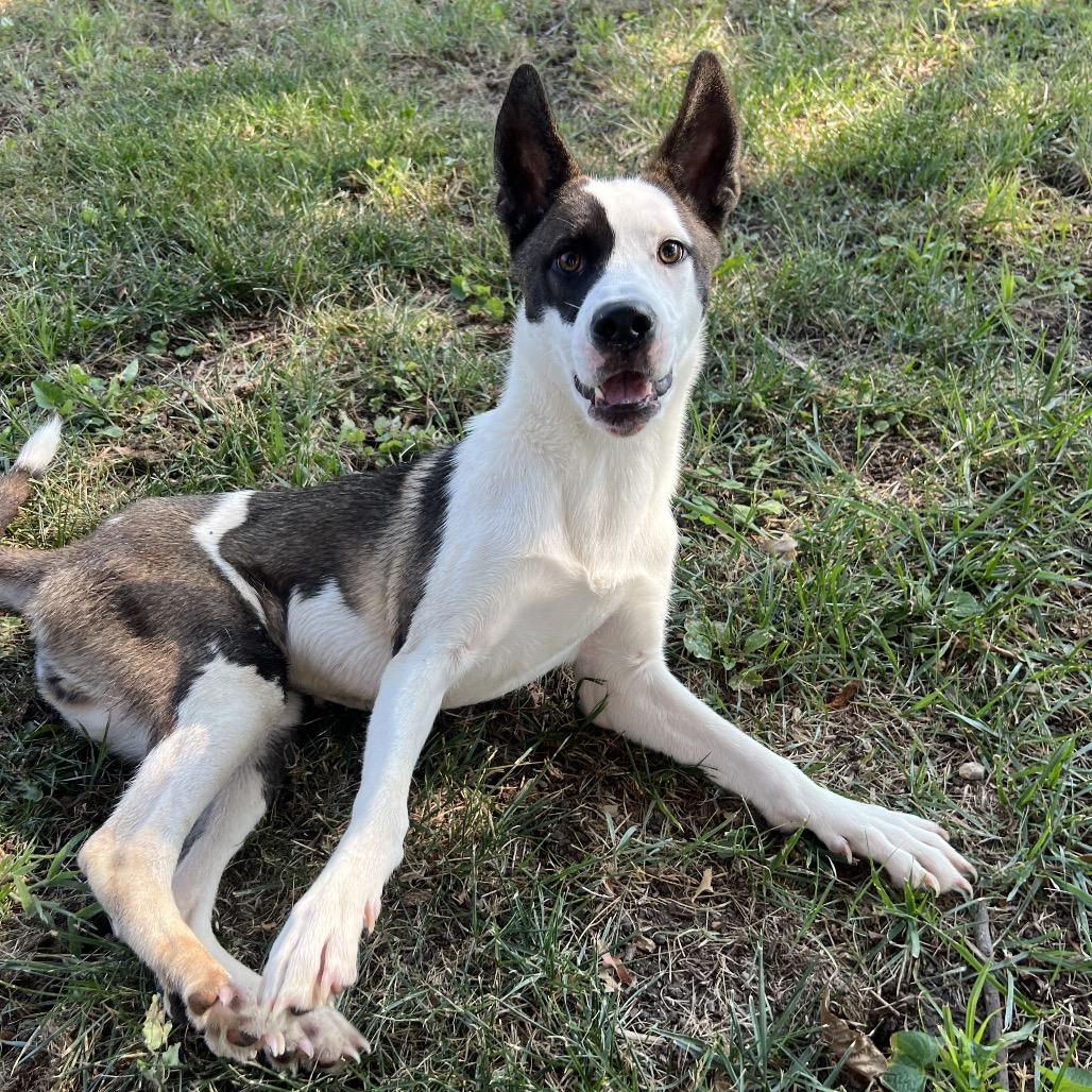 Reese, Adoptable, Young Female Husky.