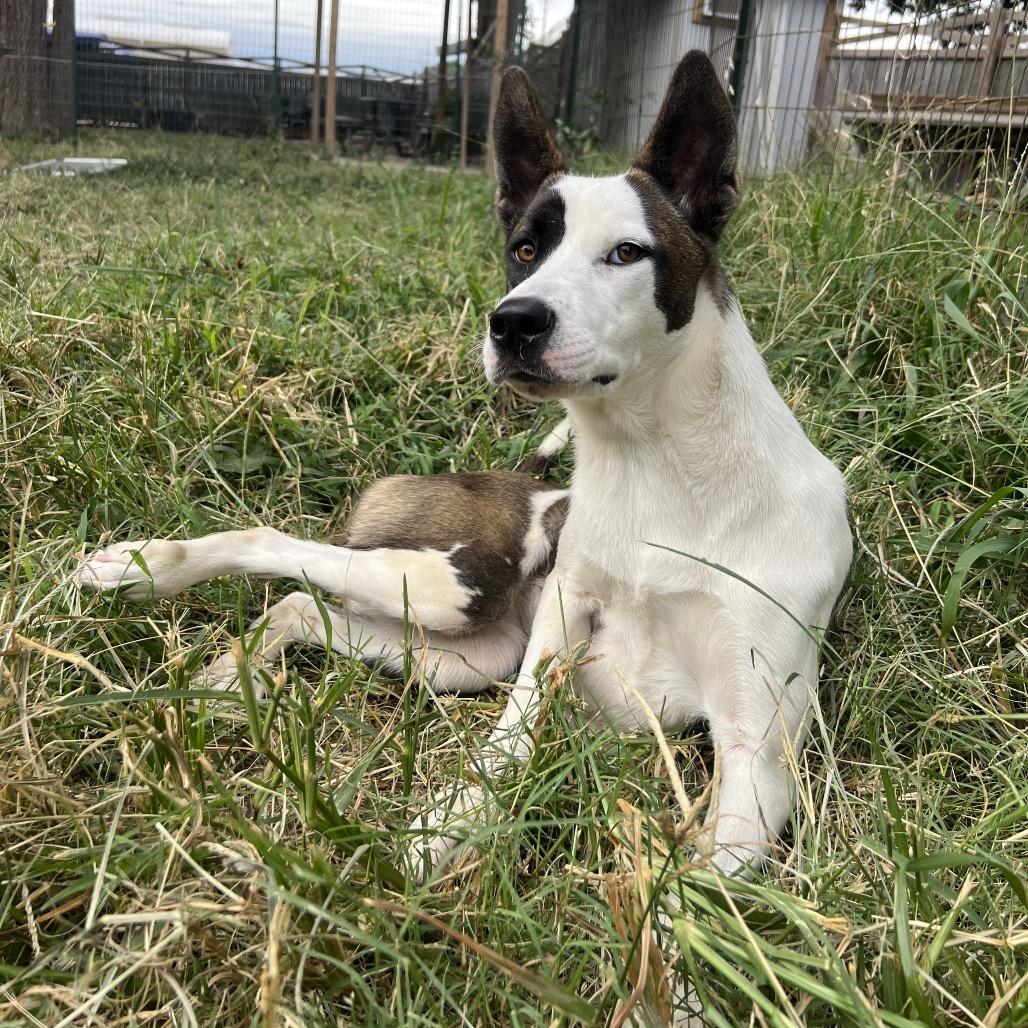 Enlarge Reese, a Adoptable Husky in West Memphis, AR image 2/4