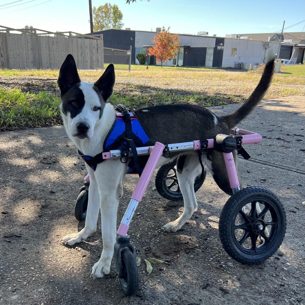 Enlarge Reese, a Adoptable Husky in West Memphis, AR image 3/4