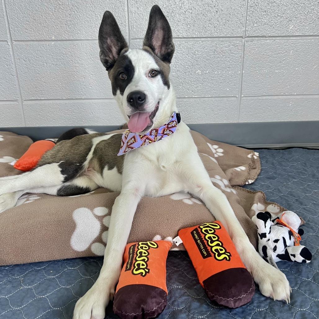 Enlarge Reese, a Adoptable Husky in West Memphis, AR image 4/4
