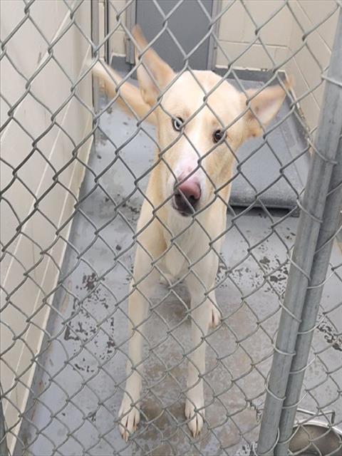 ROY, Adoptable, Young Male Labrador Retriever & Husky.
