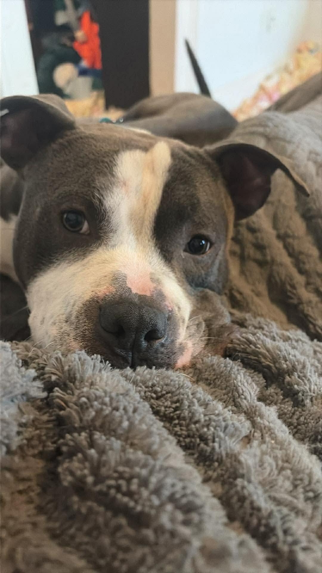 Colton, ADOPTABLE, Young Male Pit Bull Terrier.