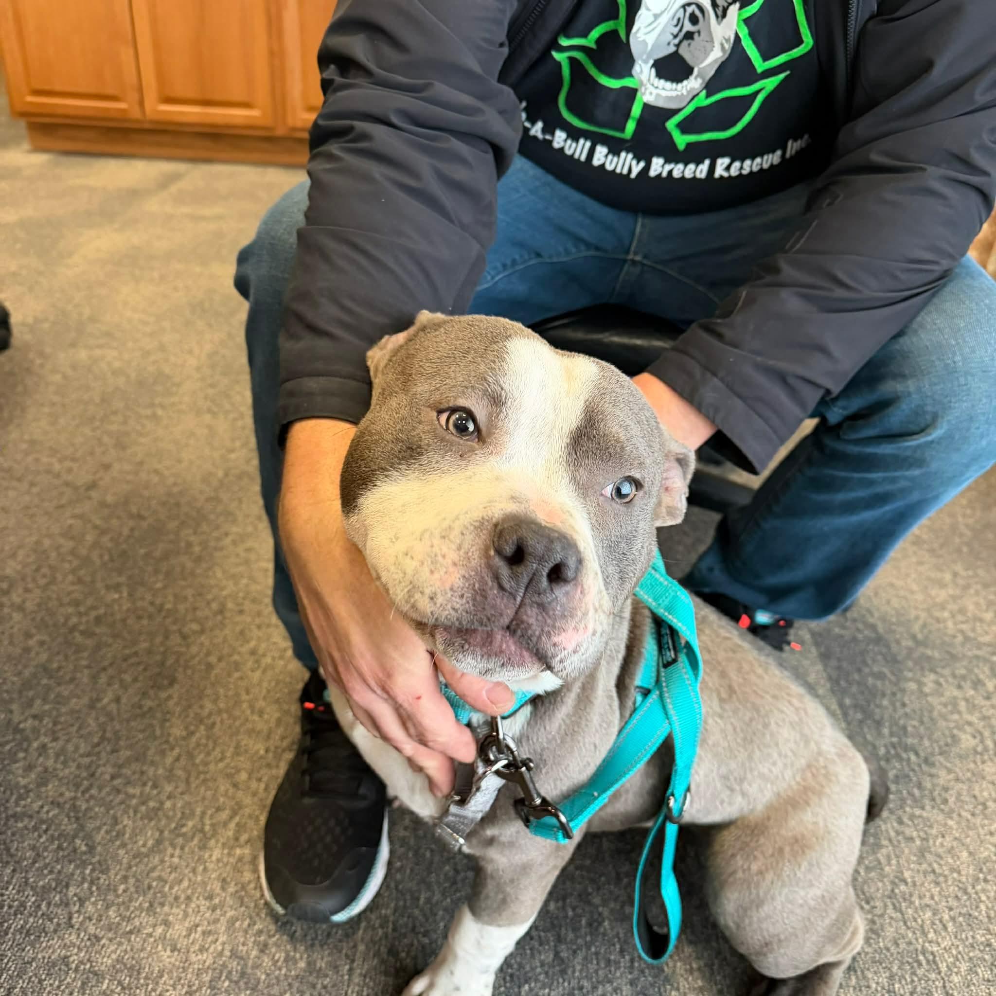 Enlarge Colton, a ADOPTABLE mixed breed in Clay, NY image 2/2