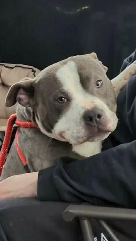 Enlarge Colton, a ADOPTABLE mixed breed in Clay, NY image 1/2