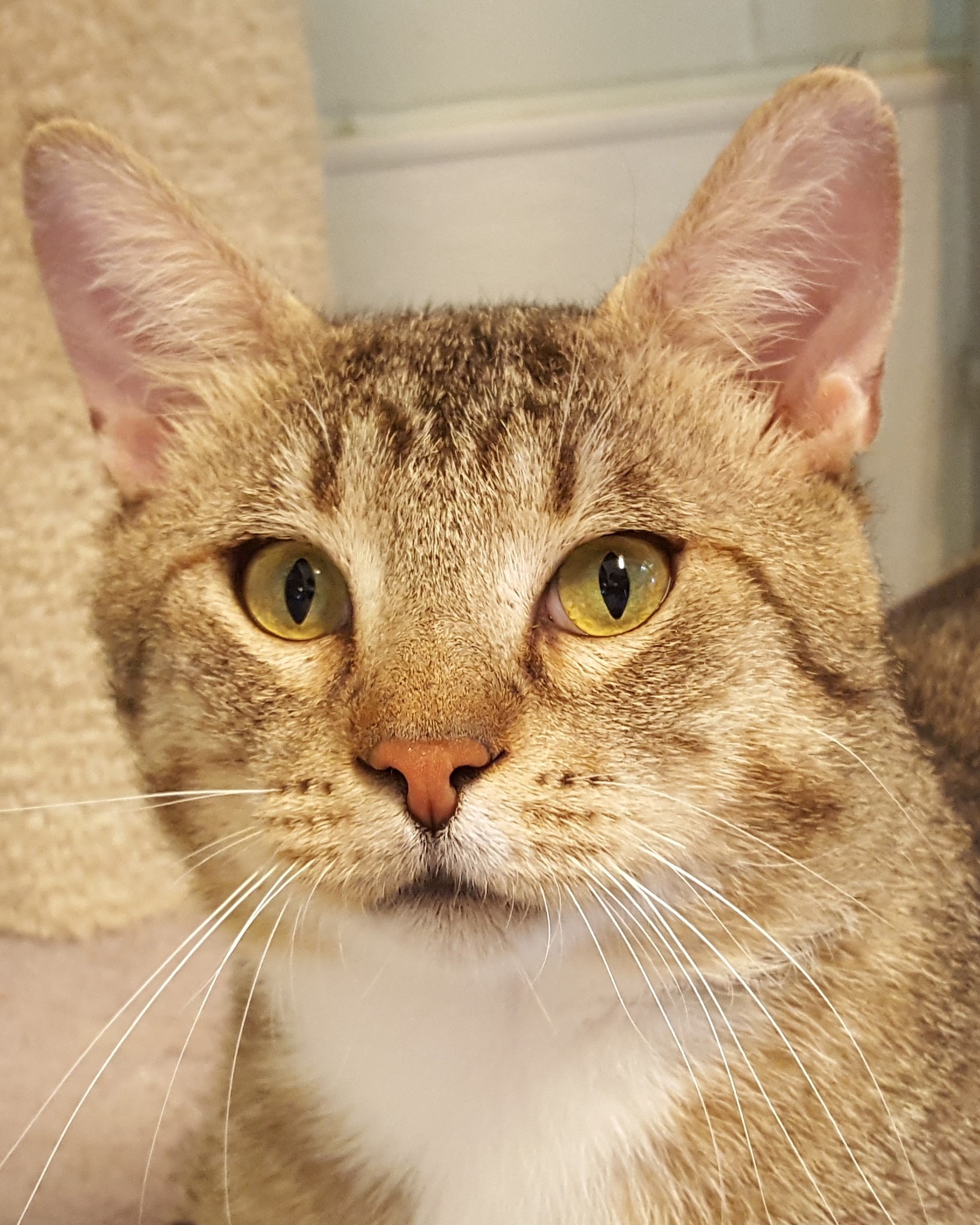 Sneezy, Adoptable, Senior Male Domestic Short Hair.