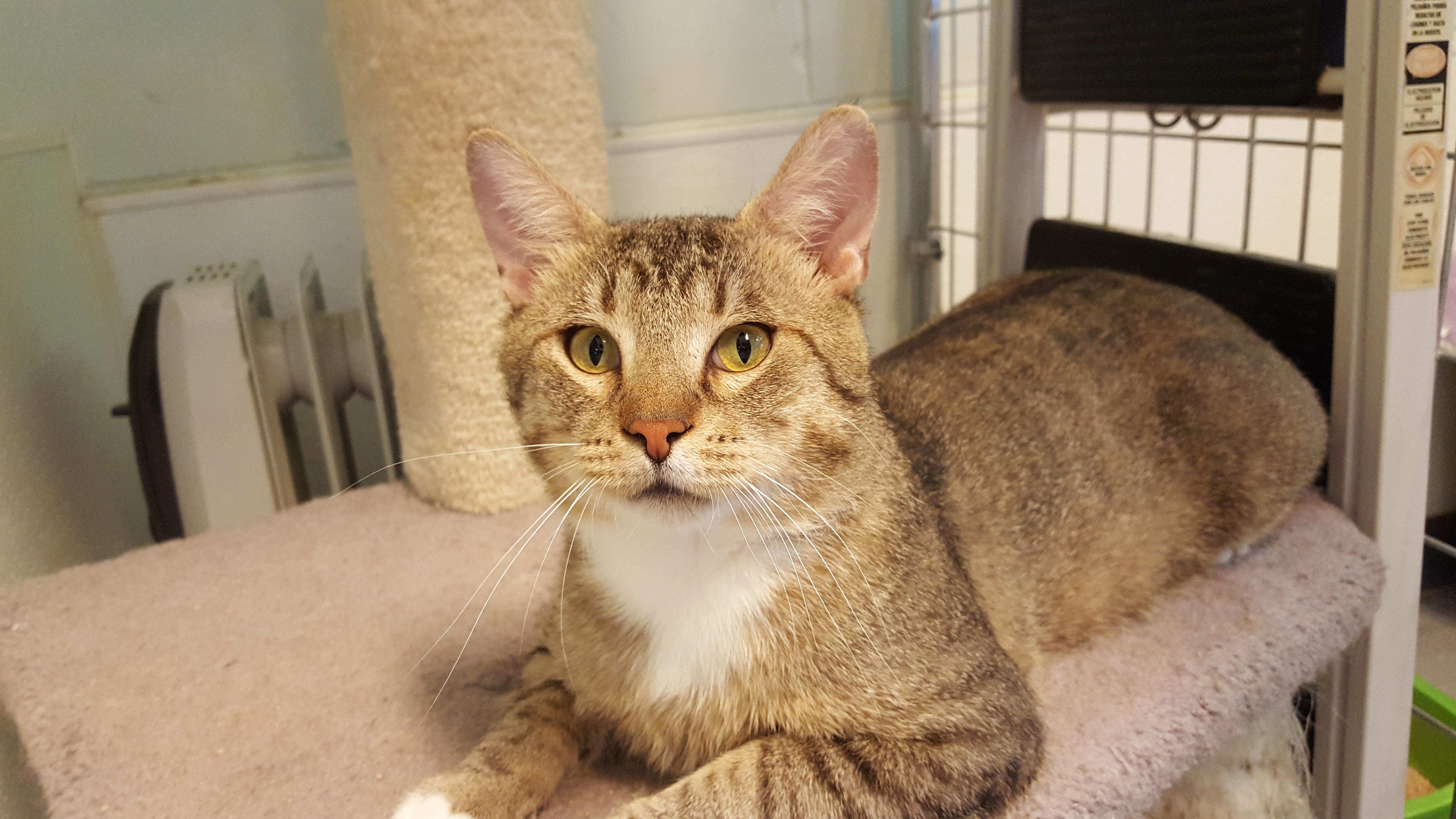 Sneezy, a Adoptable Domestic Short Hair in Grayslake, IL image 2/3