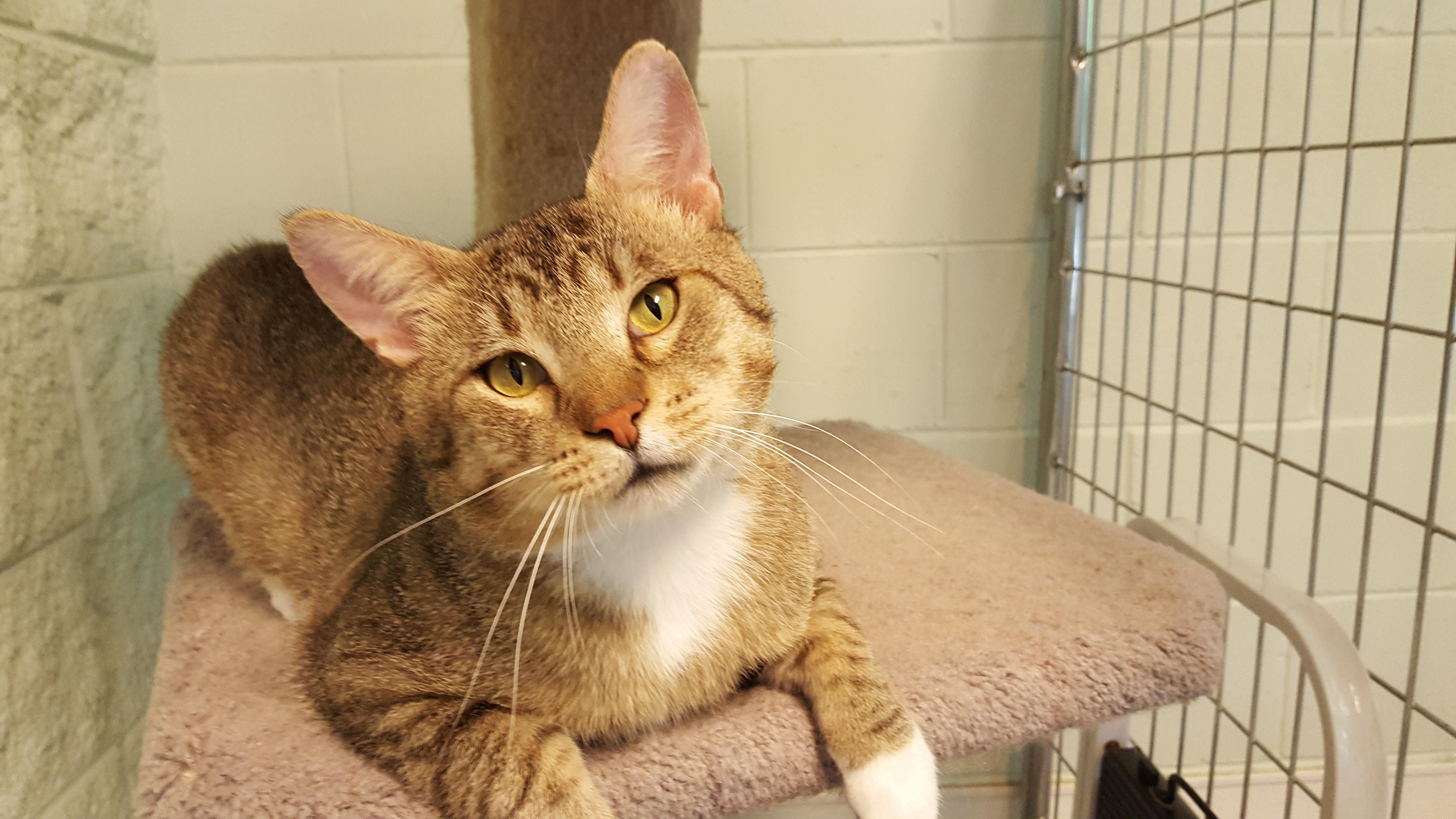 Sneezy, a Adoptable Domestic Short Hair in Grayslake, IL image 3/3