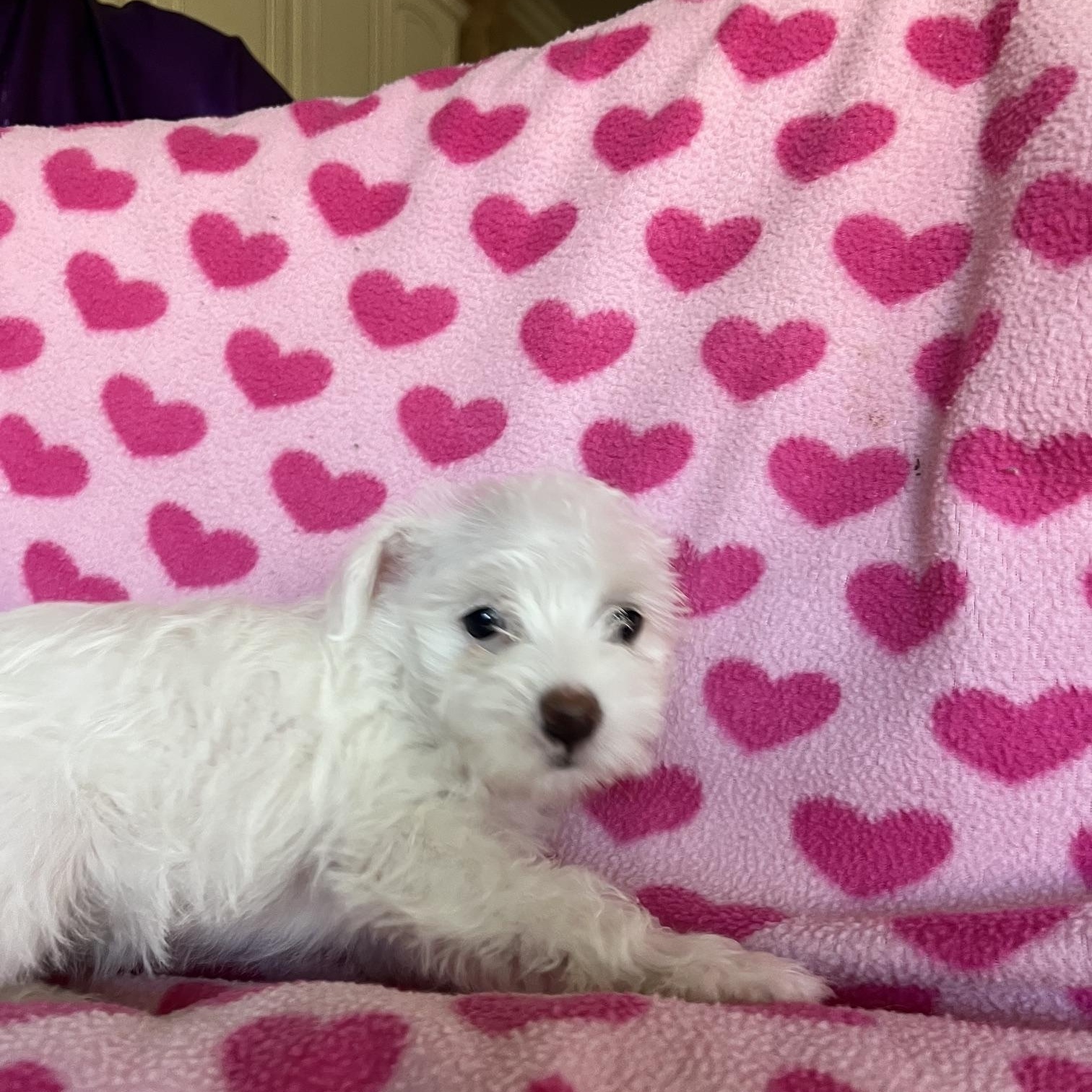 Princess (she thinks) Lily, an adopted mixed breed in Roseville, CA image 1/4