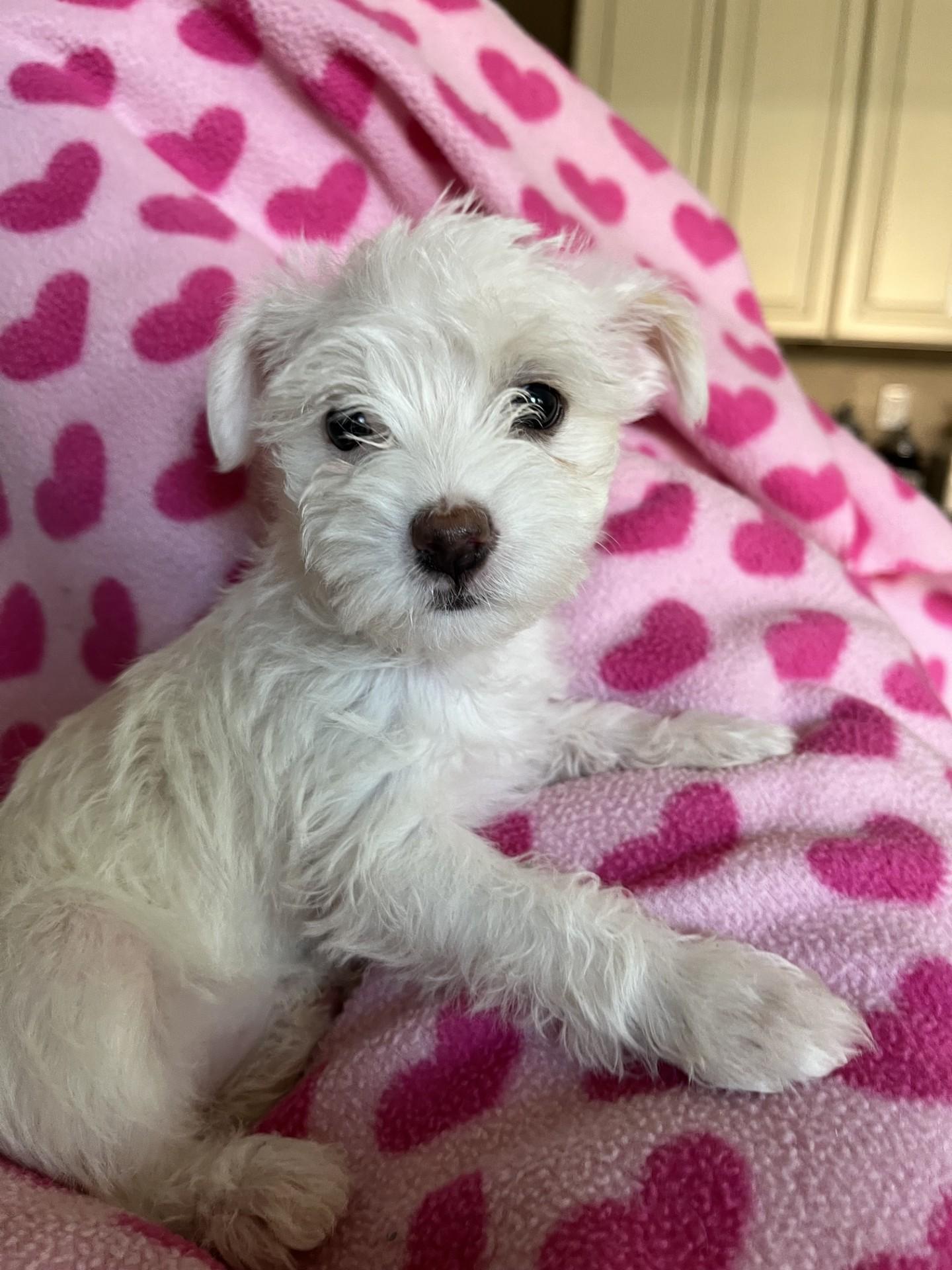 Princess (she thinks) Lily, an adopted mixed breed in Roseville, CA image 3/4
