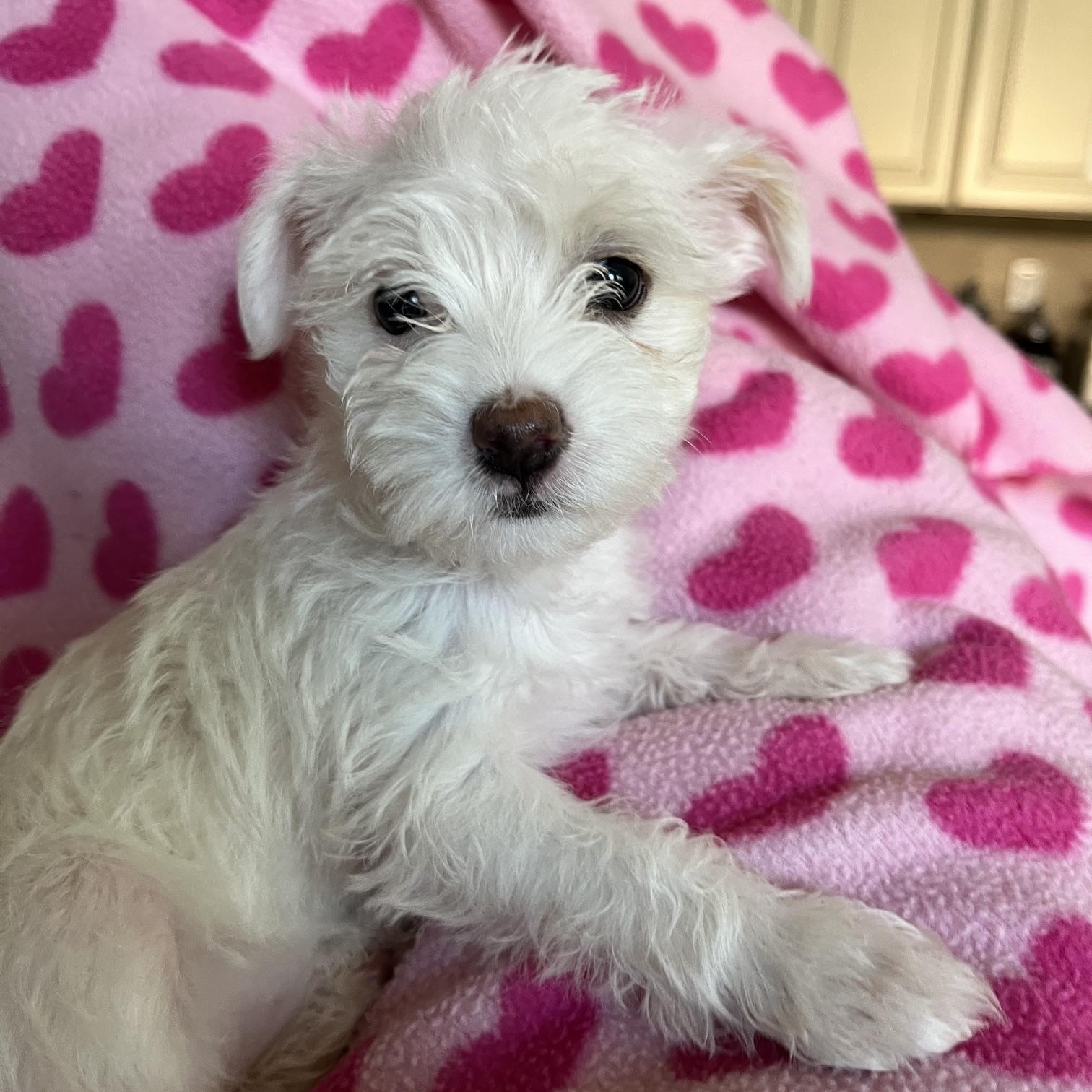 Princess (she thinks) Lily, an adopted mixed breed in Roseville, CA image 2/4