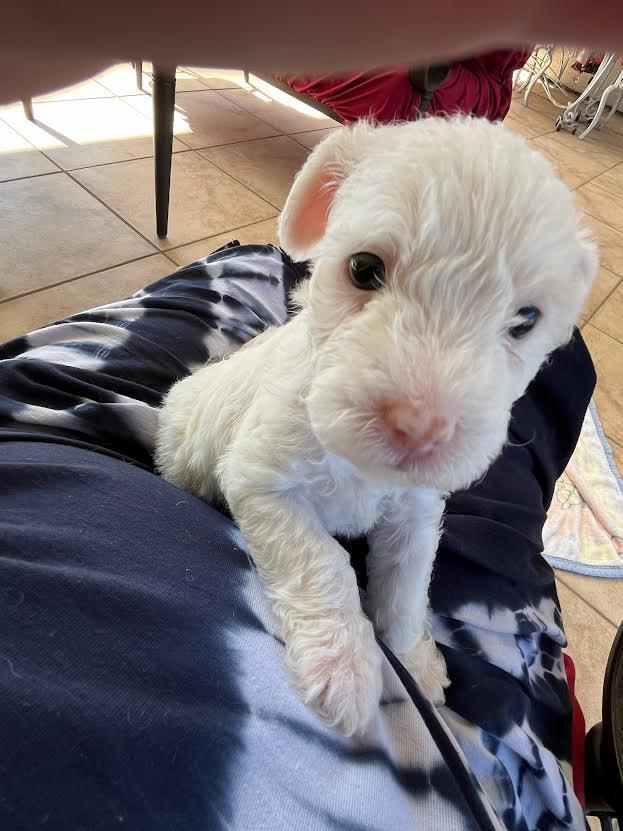 Enlarge Iris, Poppy or Lily, a ADOPTABLE mixed breed in Roseville, CA image 1/1