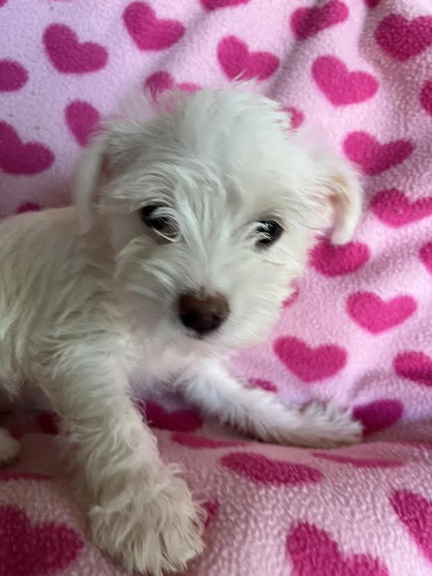 Princess (she thinks) Lily, an adopted mixed breed in Roseville, CA image 4/4