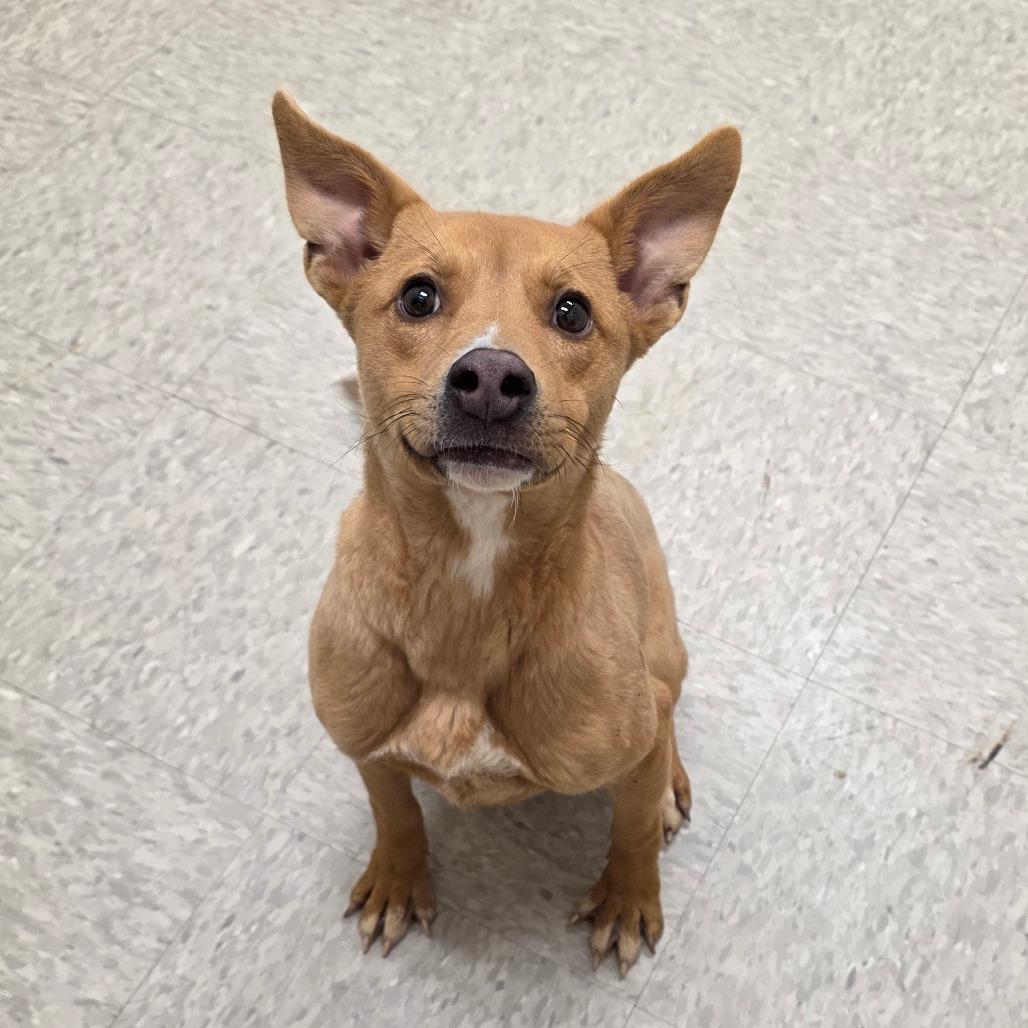 Enlarge Mrs Claus, a Adoptable Mixed Breed in Chatham, VA image 1/3