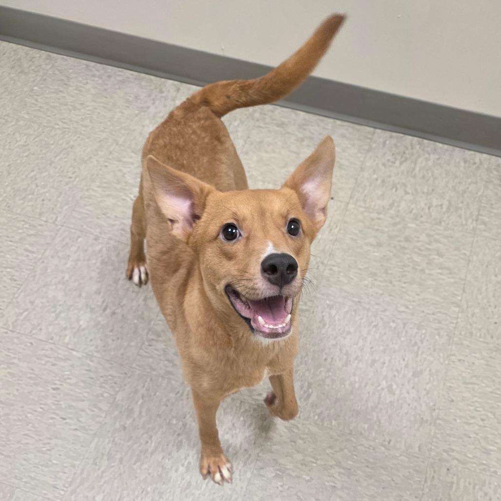 Enlarge Mrs Claus, a Adoptable Mixed Breed in Chatham, VA image 2/3