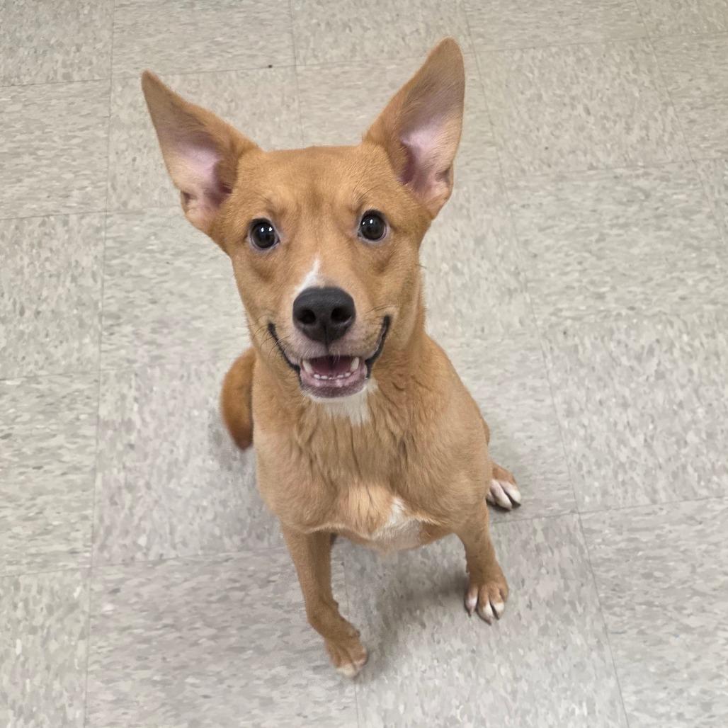 Enlarge Mrs Claus, a Adoptable Mixed Breed in Chatham, VA image 3/3