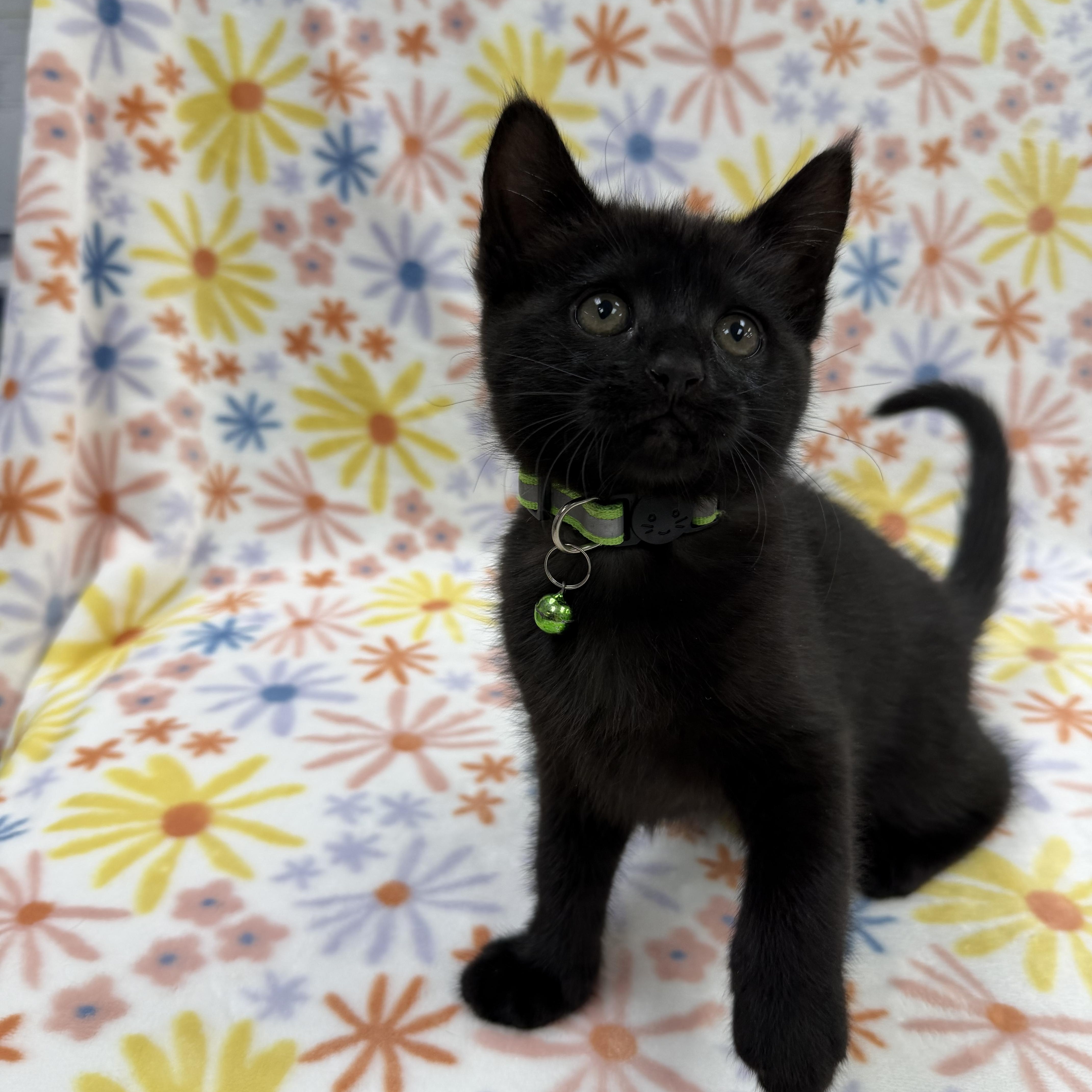 Astrid, a Adoptable Domestic Short Hair in Columbus, OH image 5/5