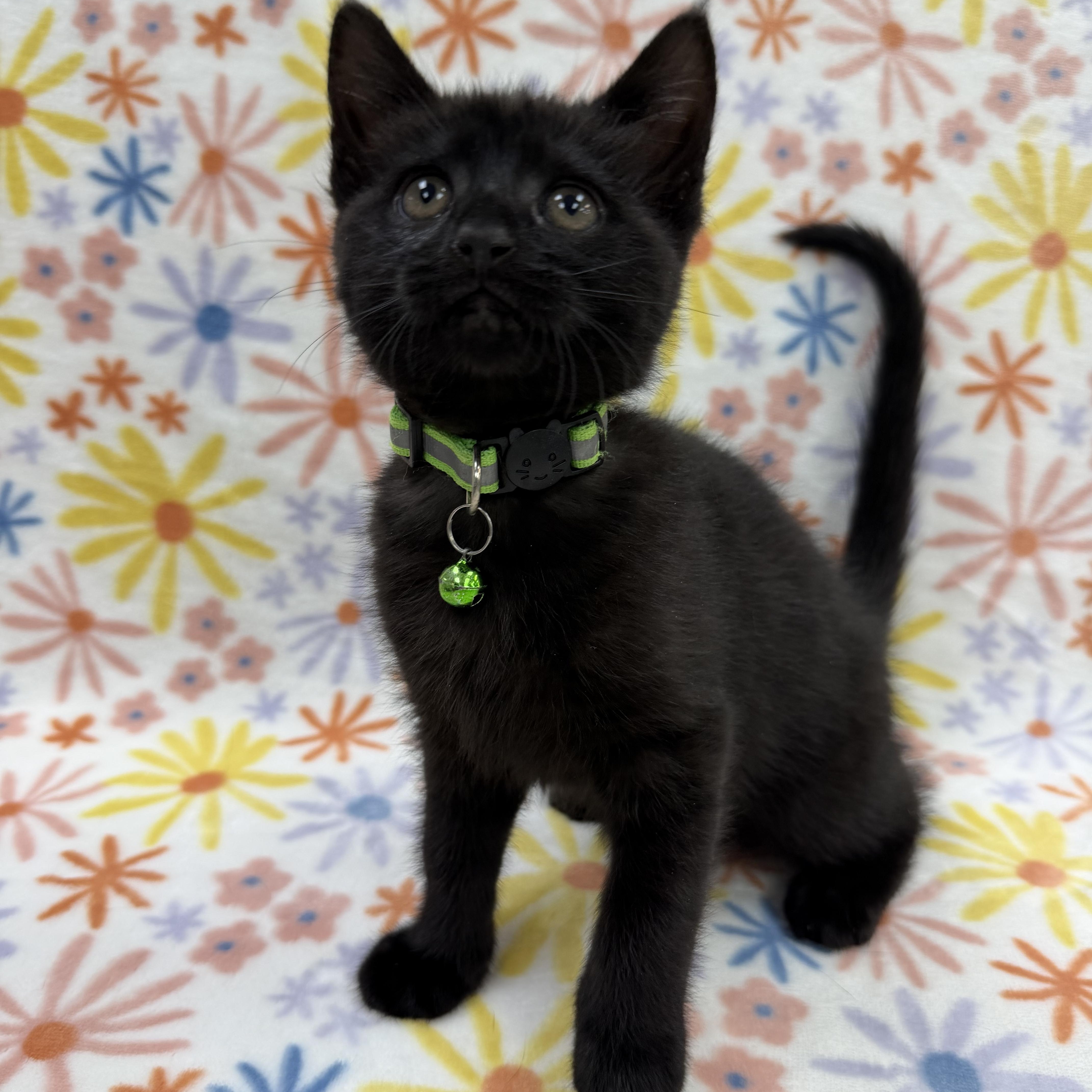 Astrid, a Adoptable Domestic Short Hair in Columbus, OH image 4/5