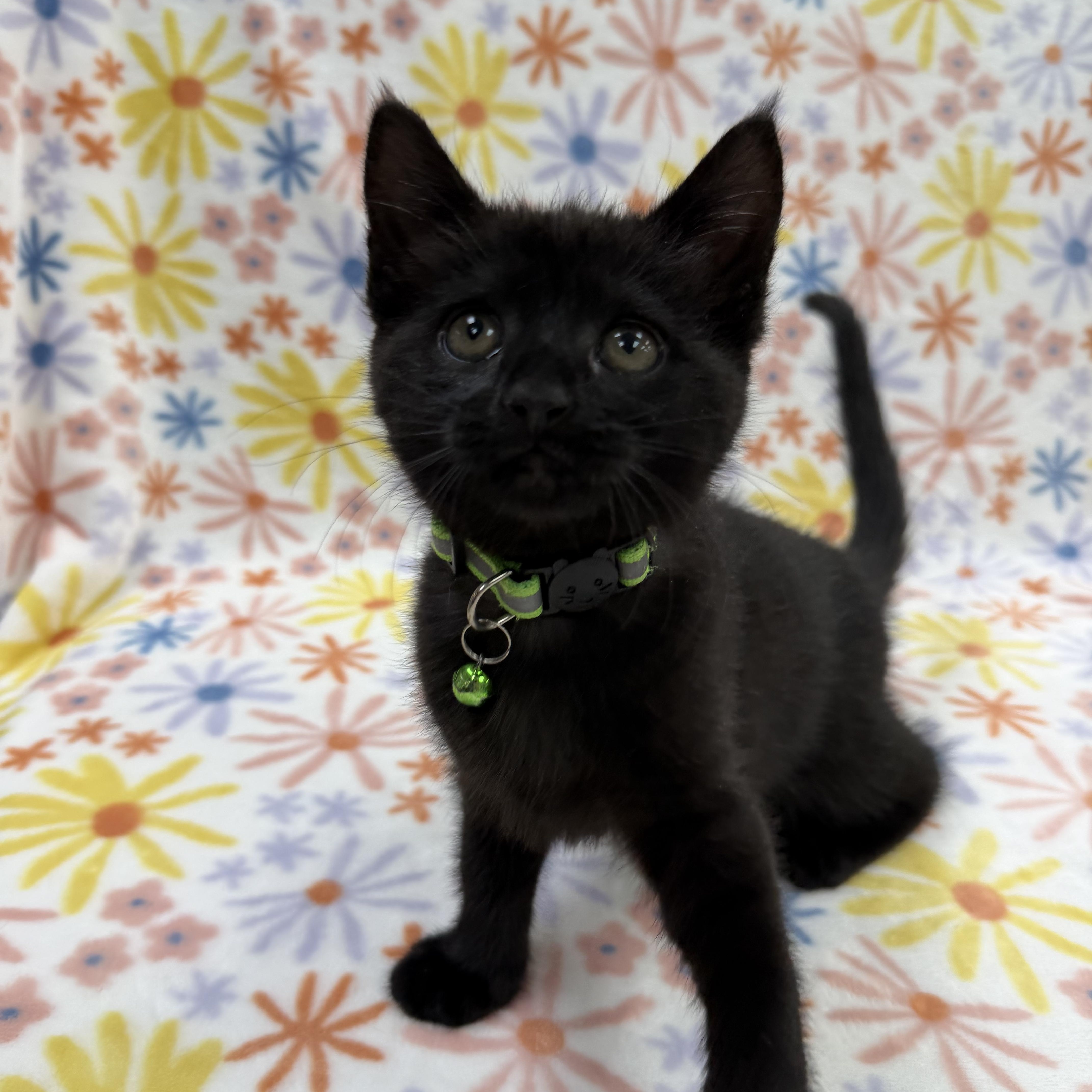 Astrid, a Adoptable Domestic Short Hair in Columbus, OH image 2/5