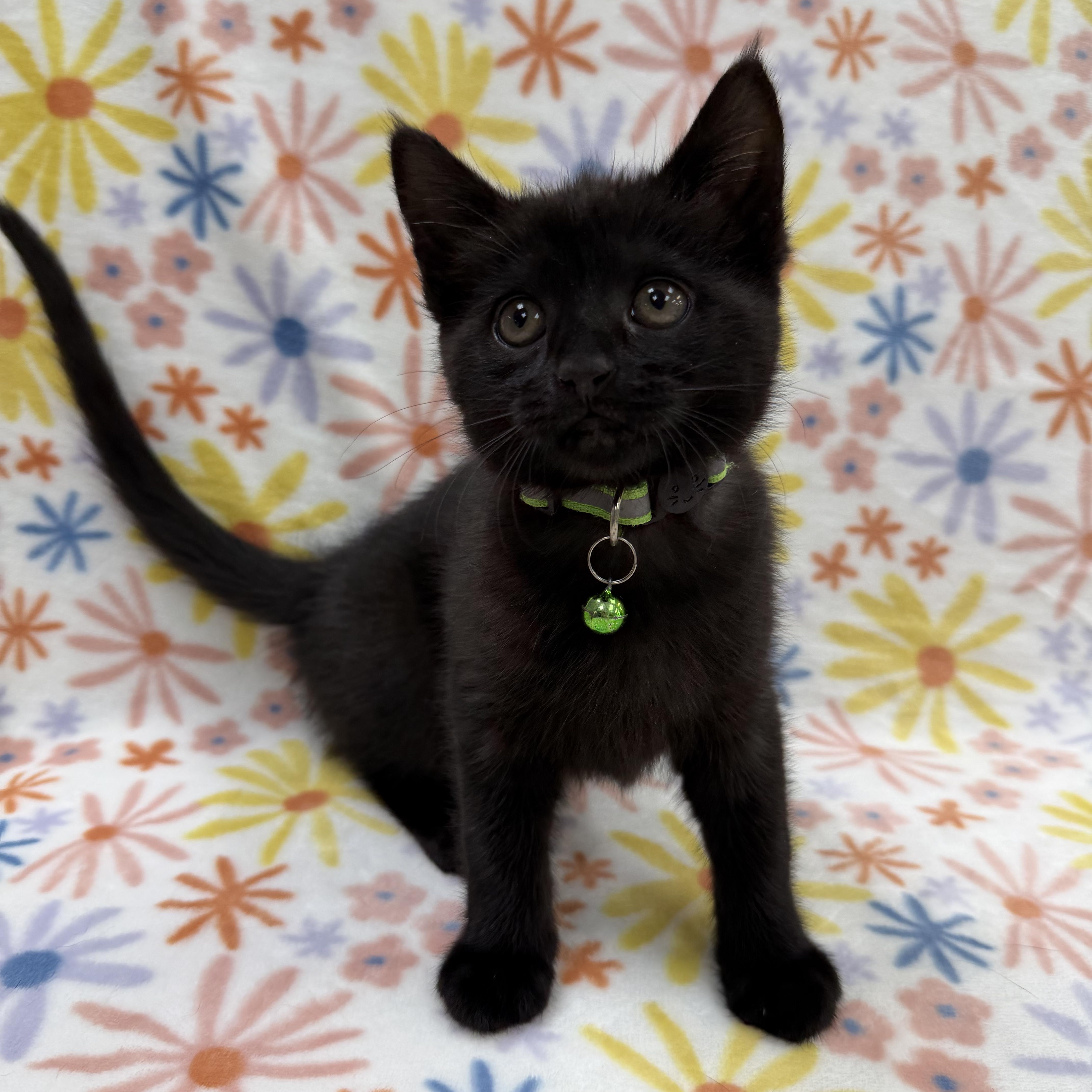 Astrid, a Adoptable Domestic Short Hair in Columbus, OH image 1/5