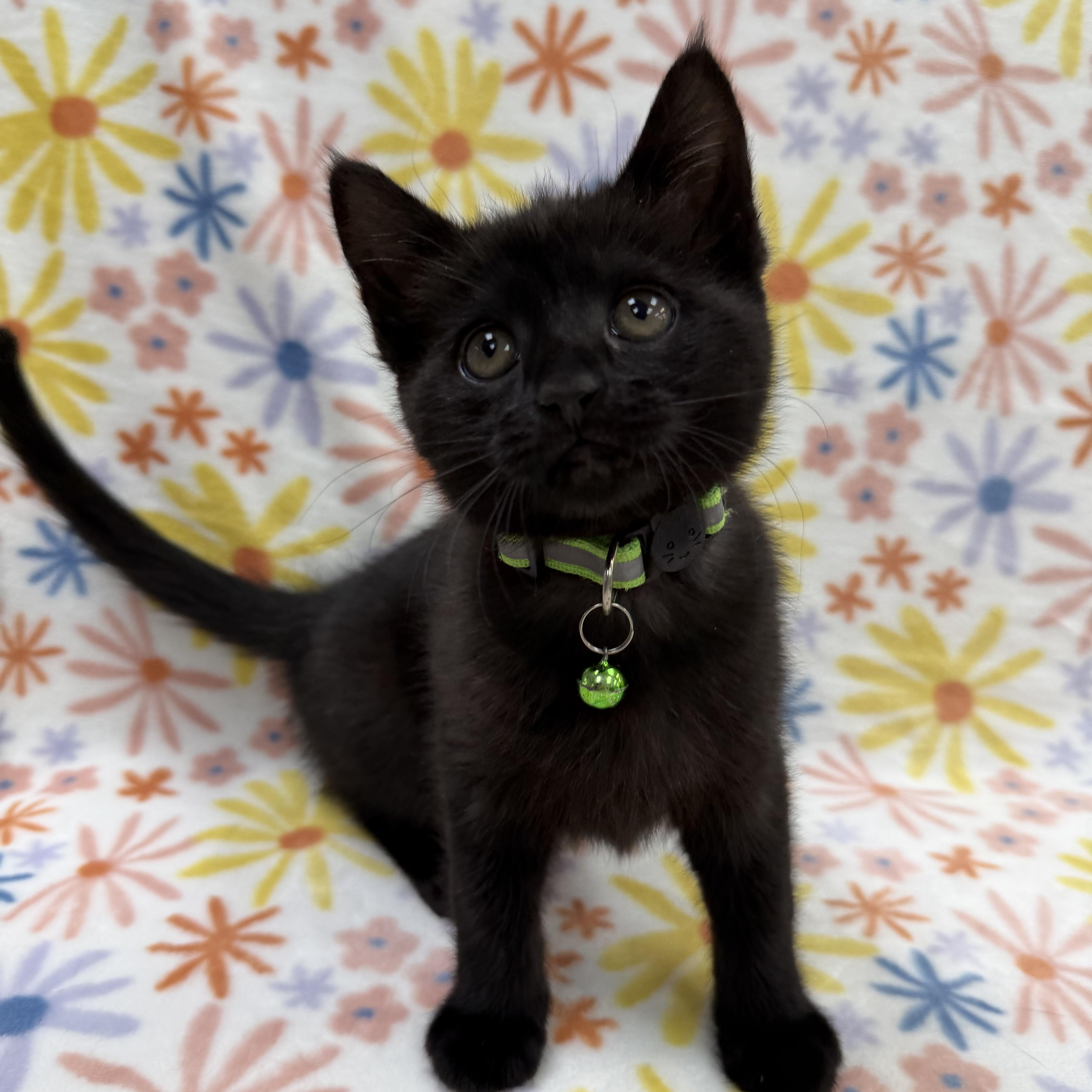 Astrid, a Adoptable Domestic Short Hair in Columbus, OH image 3/5