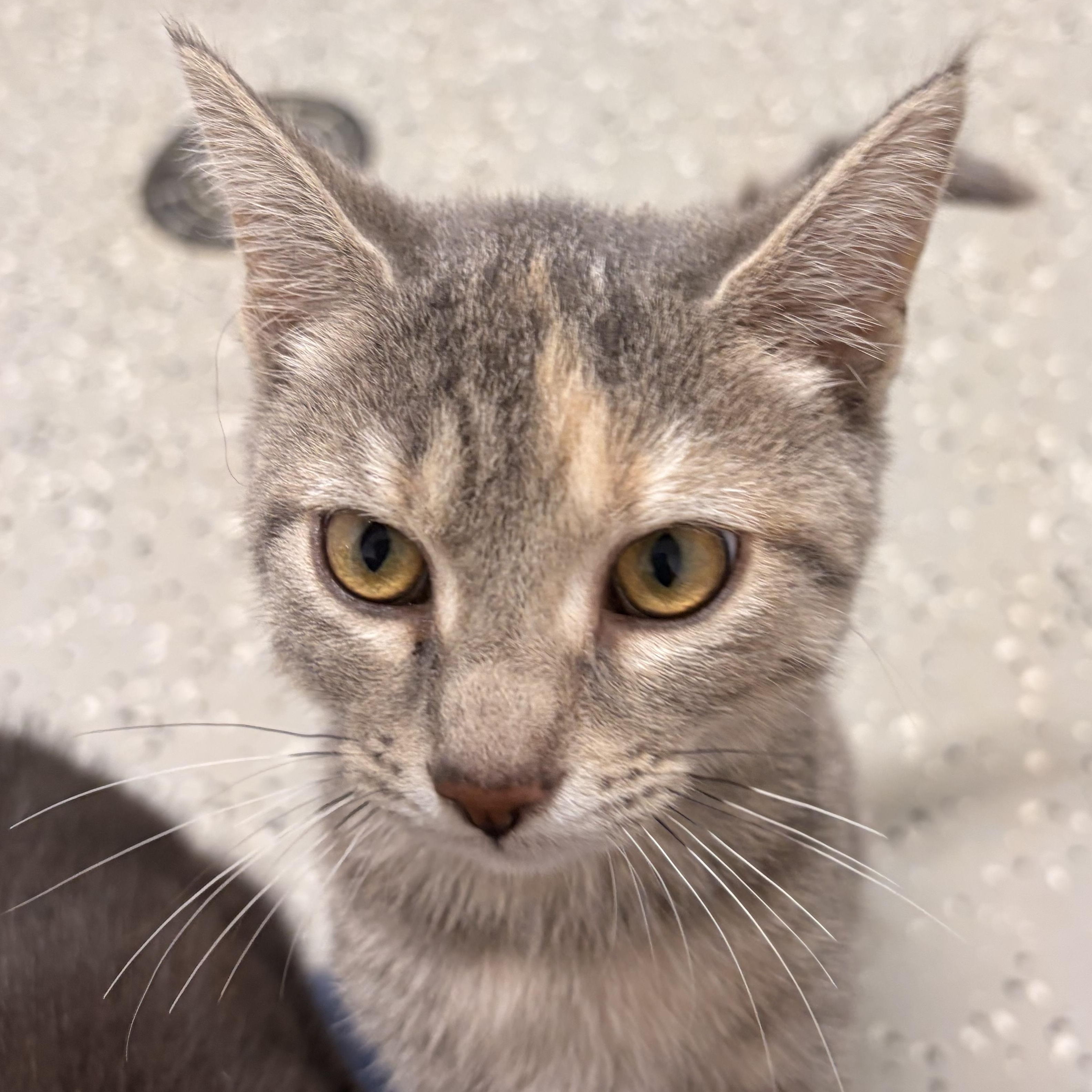 Enlarge Spazzy, a ADOPTABLE Domestic Short Hair in Bryan, OH image 2/5